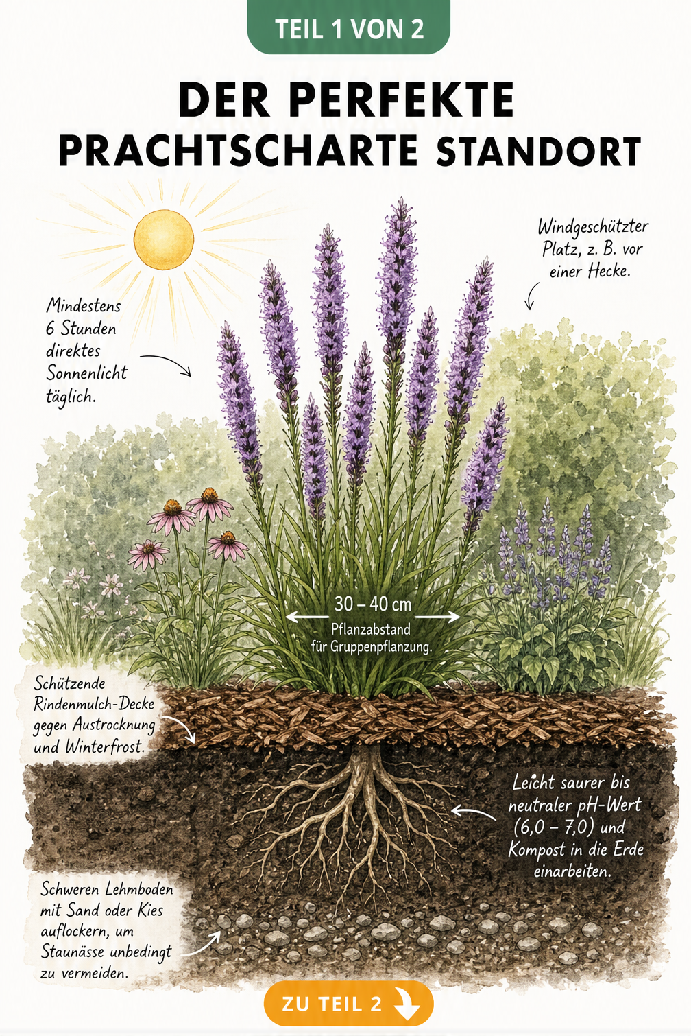 Botanische Querschnitt-Illustration einer blühenden Prachtscharte im Gartenbeet mit Hinweisen zu Sonnenlicht, Pflanzabstand, Rindenmulch und...