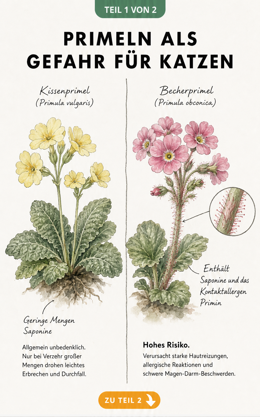 Botanische Illustration einer Kissenprimel und Becherprimel mit Hinweisen zur Giftigkeit für Katzen
