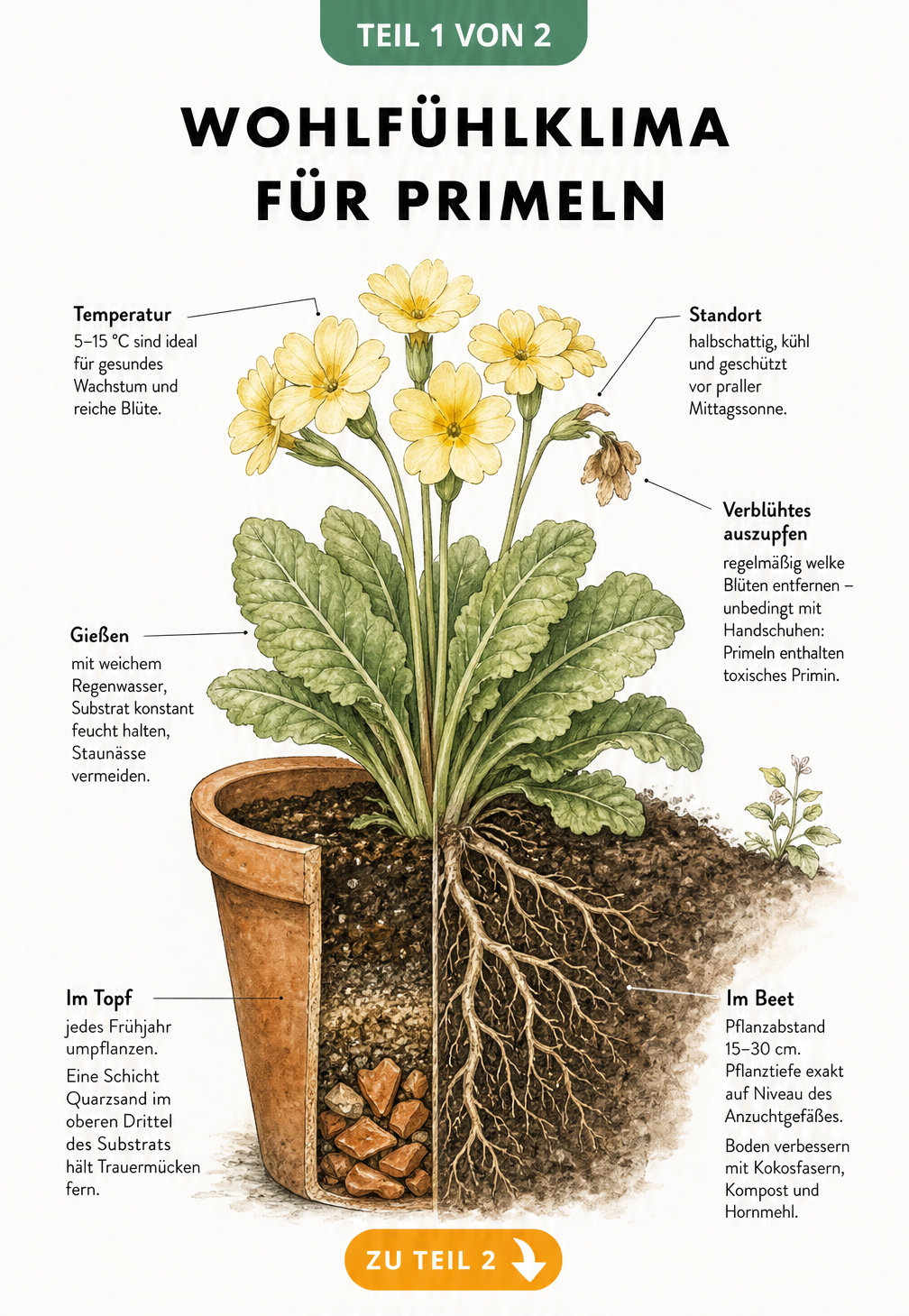 Botanische Illustration einer Primel im Querschnitt mit Pflegehinweisen zu Standort, Gießen, Umtopfen und Pflanzen