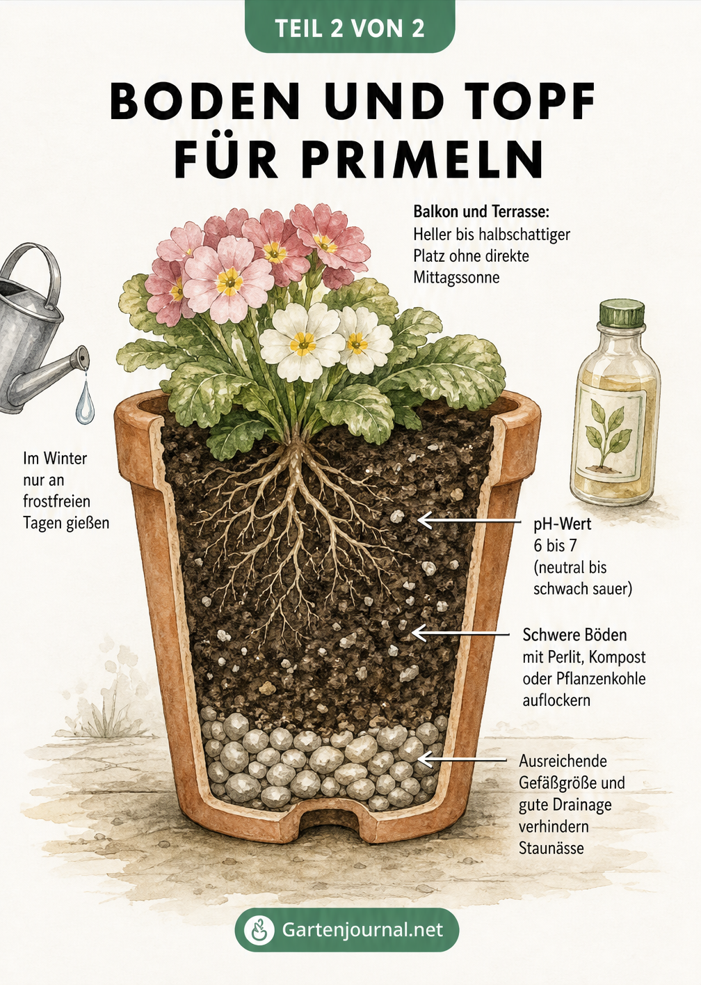 Querschnitt eines Terrakotta-Topfes mit einer blühenden Primel, der Erdschichten, Drainage und Pflegehinweise für Balkon und Terrasse zeigt.