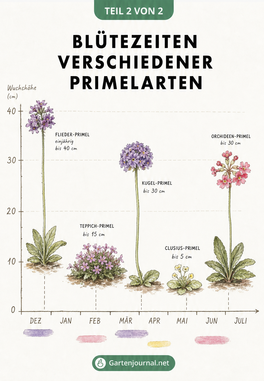 Koordinatensystem mit fünf Primelarten, das ihre Blütezeit von Dezember bis Juli und Wuchshöhe zeigt