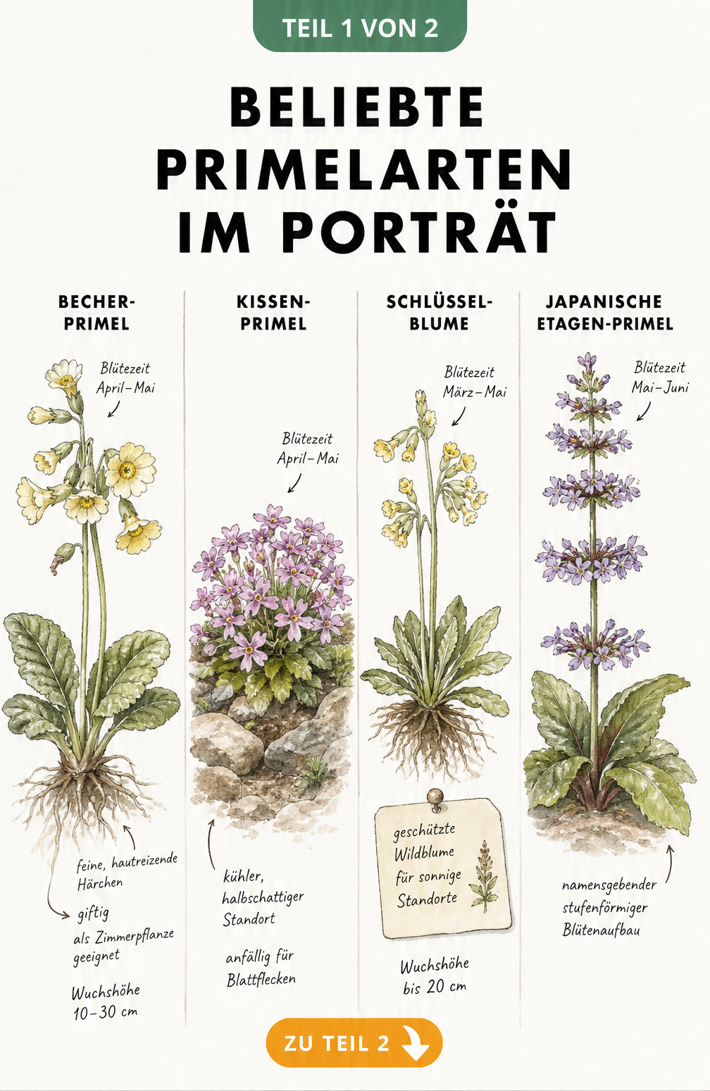 Botanische Illustration von vier Primelarten mit Hinweisen zu Wuchshöhe, Standort und Giftigkeit