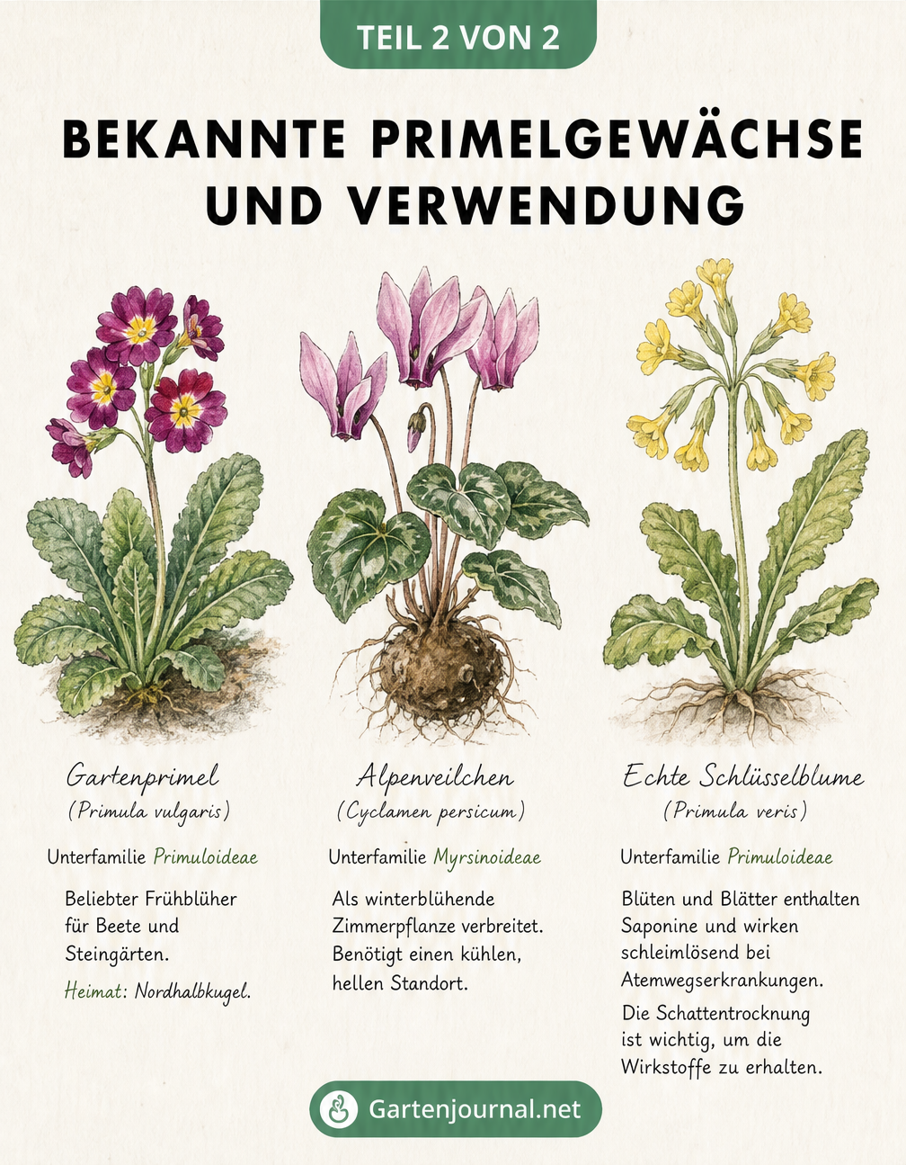 Illustration von Gartenprimel, Alpenveilchen und Echter Schlüsselblume mit Beschreibungen