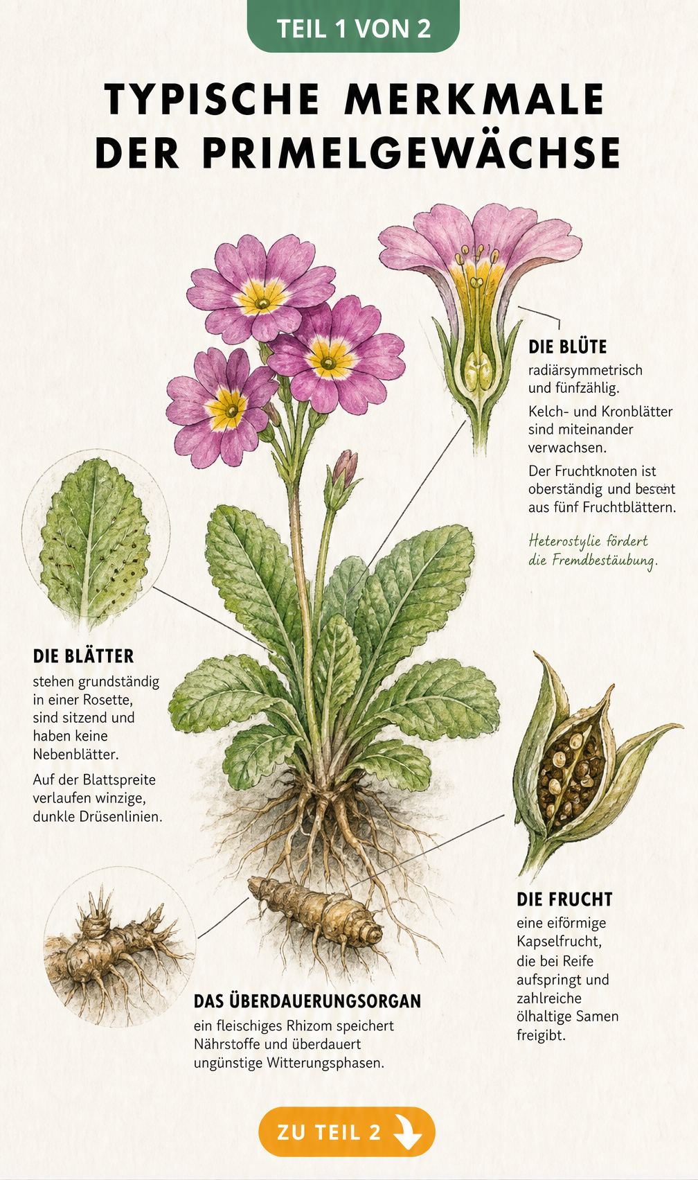 Botanische Illustration einer Primel mit Details zu Wurzel, Blättern, Blüte und Frucht