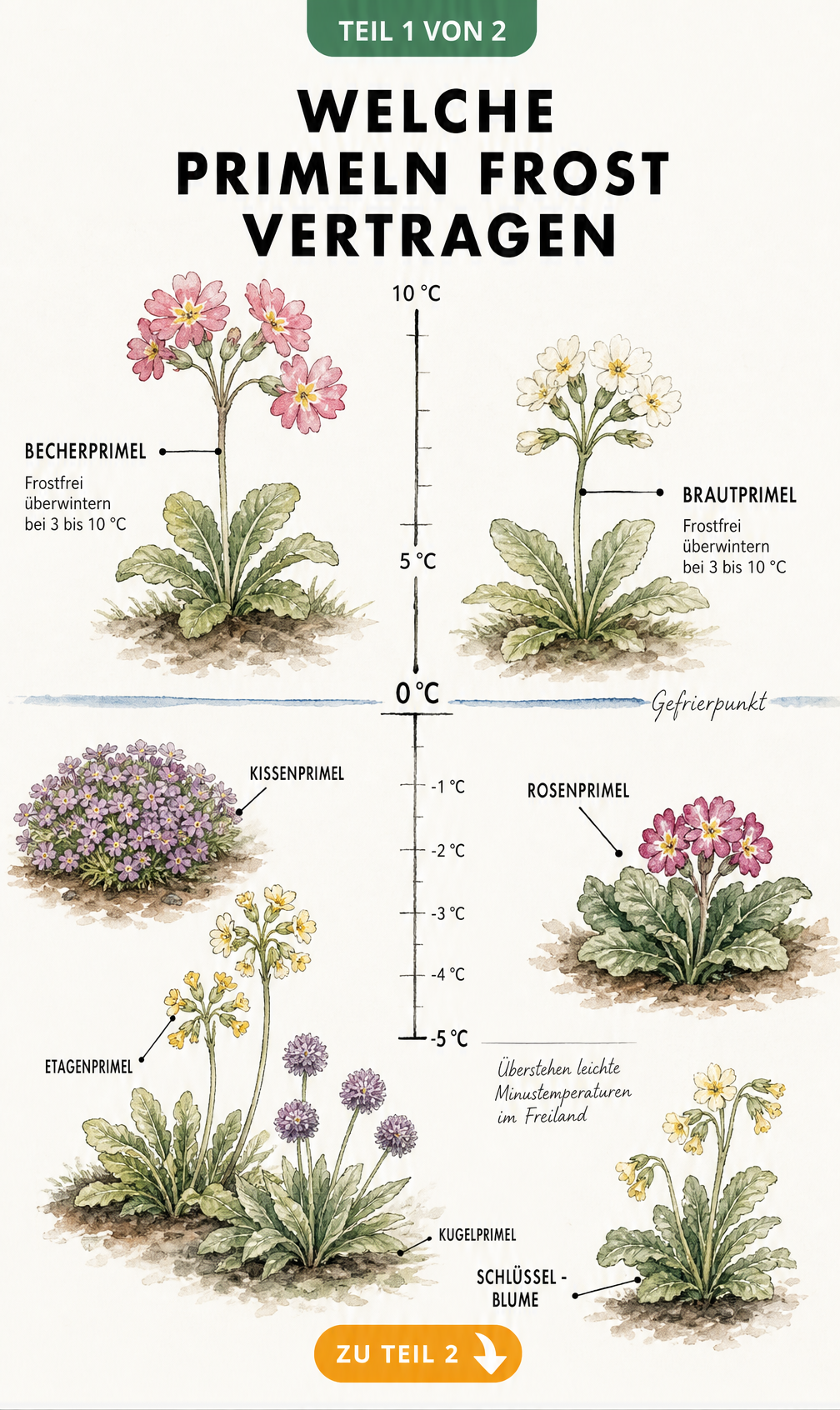 Botanische Illustration einer Temperaturskala, die frostempfindliche und winterharte Primelarten wie Becherprimel und Kissenprimel zeigt.