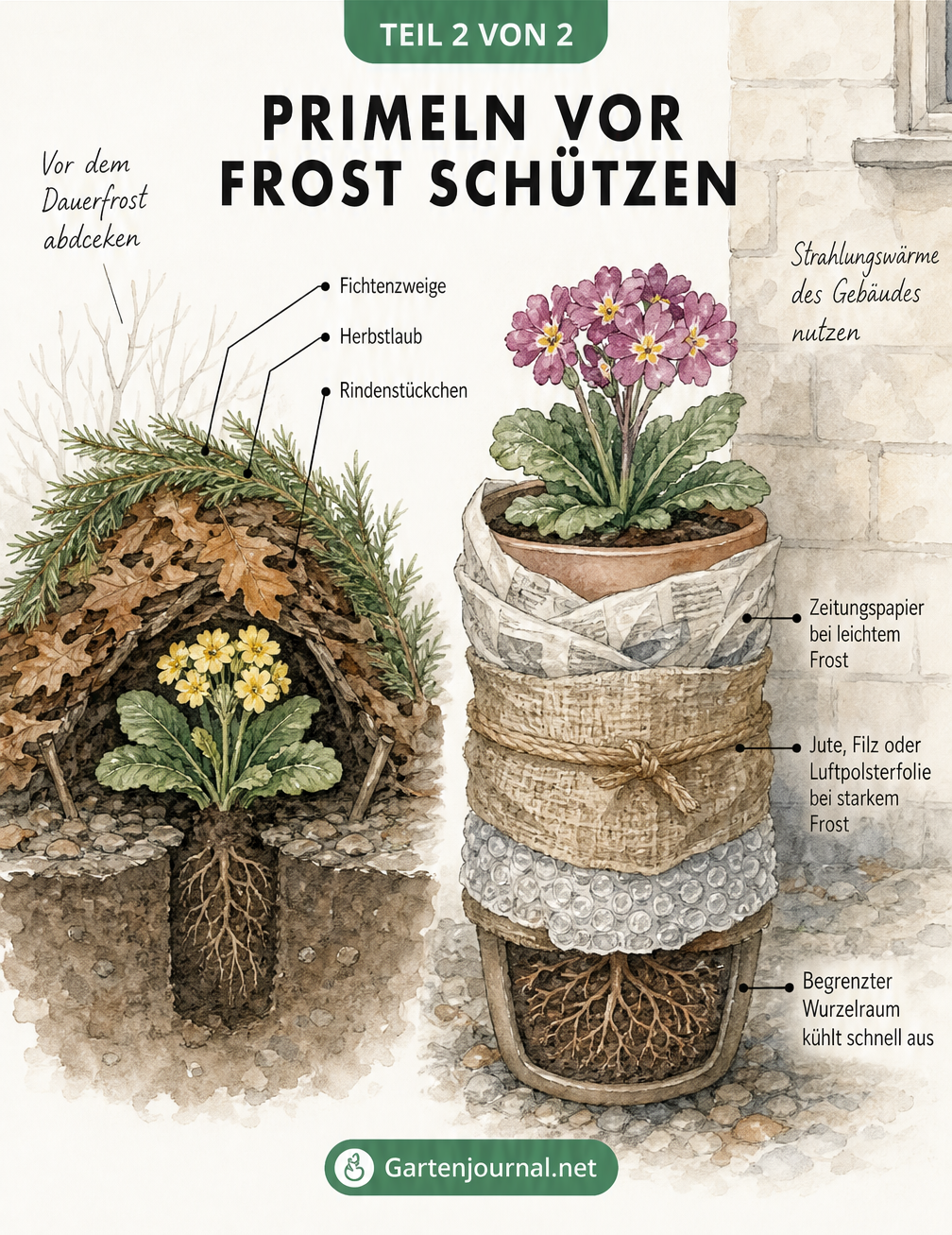 Skizze eines Gartenbeets und eines Pflanztopfs an einer Hauswand, die zeigt, wie Primeln mit Fichtenzweigen, Laub und Jute vor Frost geschützt werden.