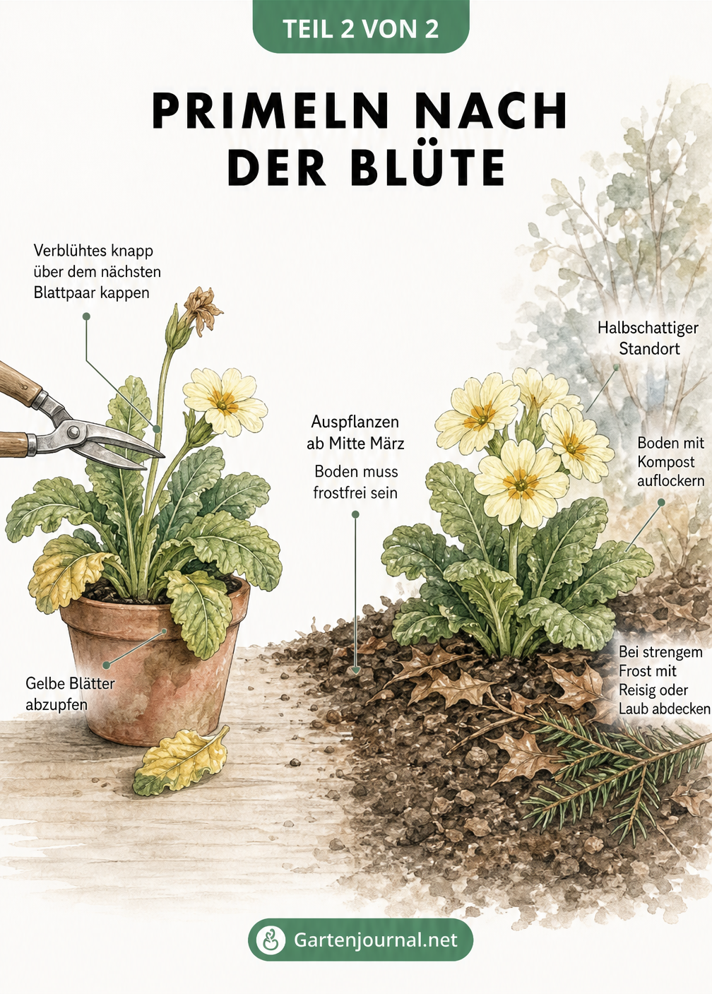 Zeichnung einer Primel, die von der Fensterbank in den Garten gepflanzt wird, mit Tipps zum Schneiden und Auspflanzen
