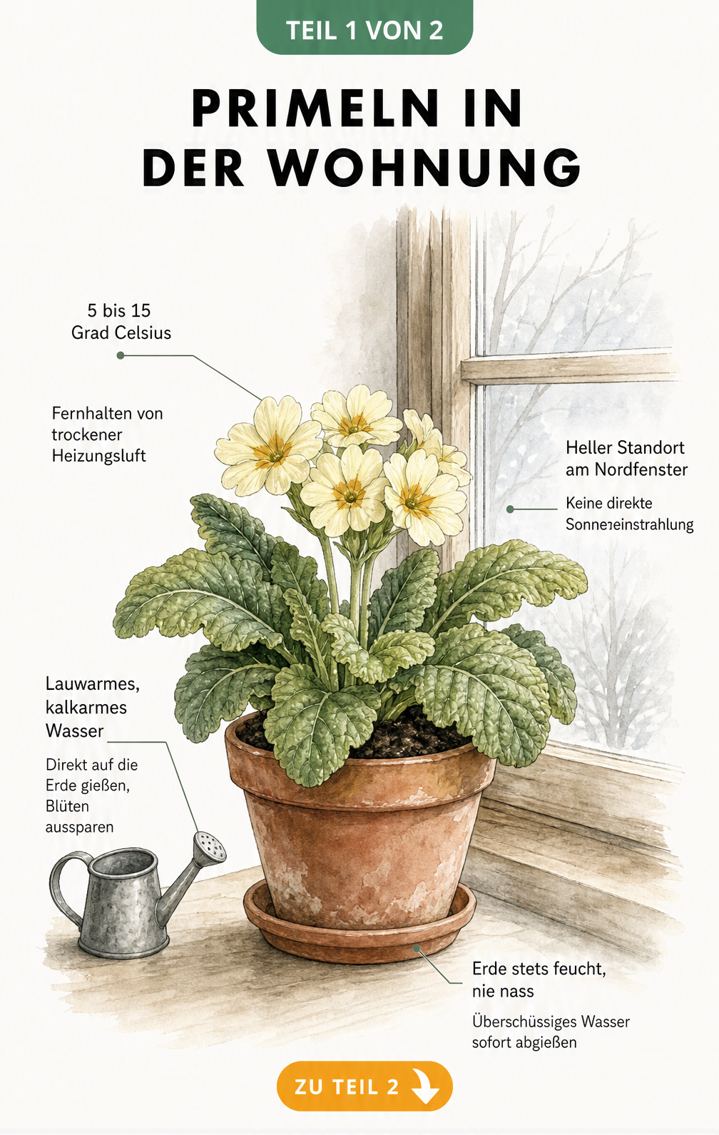 Illustration einer blühenden Primel im Tontopf mit Pflegetipps zu Temperatur, Standort und Gießen in der Wohnung