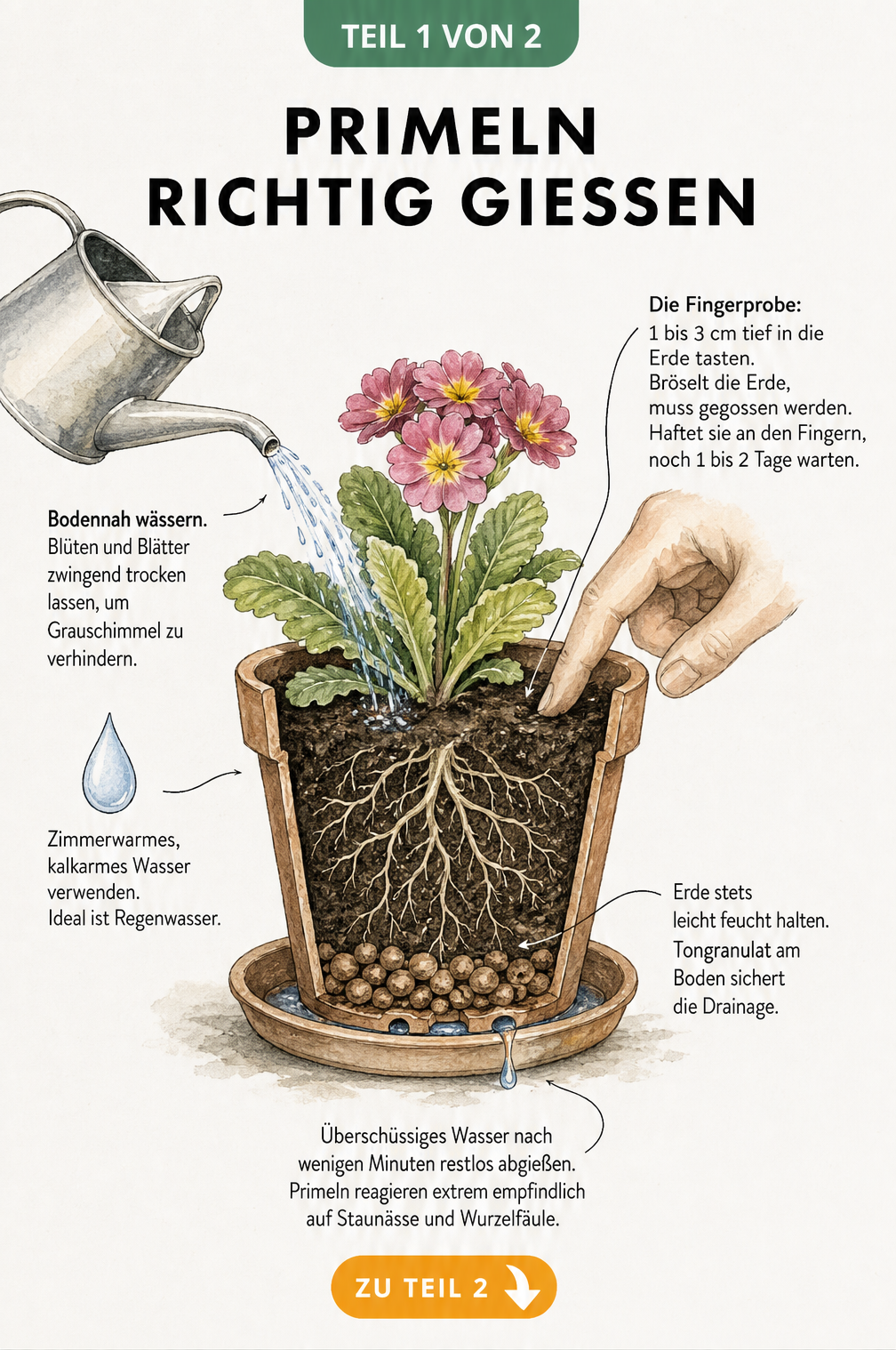 Botanische Illustration einer Primel im Topf mit Tipps zum richtigen Gießen, Fingerprobe und Drainage