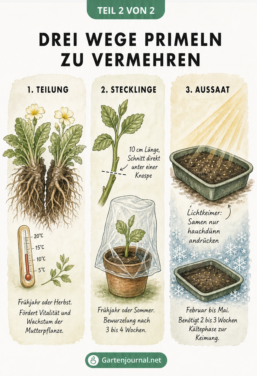 Vergleich der drei Vermehrungsarten für Primeln: Teilung, Stecklinge und Aussaat