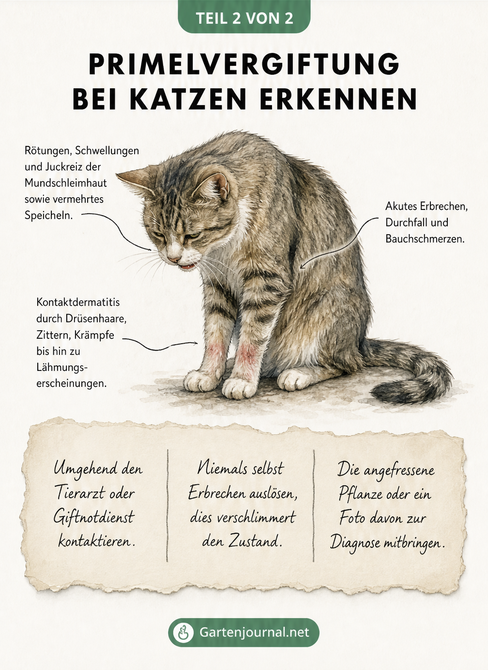 Zeichnung einer geschwächten Katze mit Symptomen einer Primelvergiftung und Erste-Hilfe-Tipps