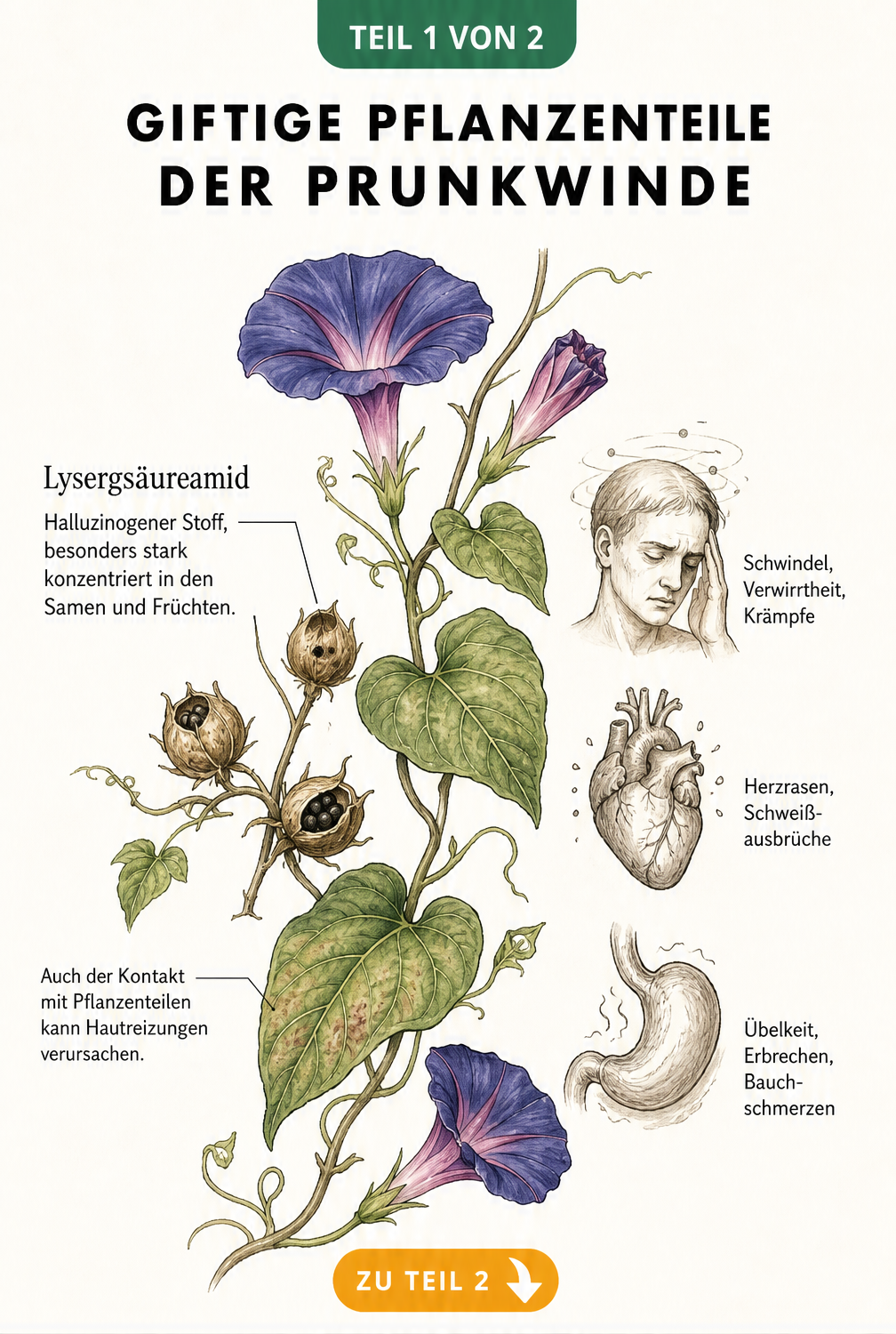 Botanische Illustration einer Prunkwinde mit Fokus auf giftige Samenkapseln und körperliche Reaktionen wie Schwindel und Übelkeit