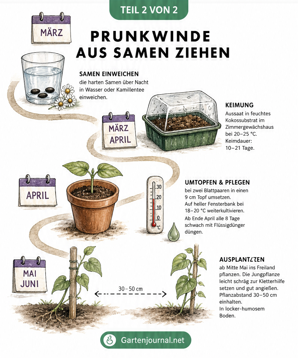 Schritt-für-Schritt-Anleitung zur Anzucht von Prunkwinden aus Samen von März bis Mai