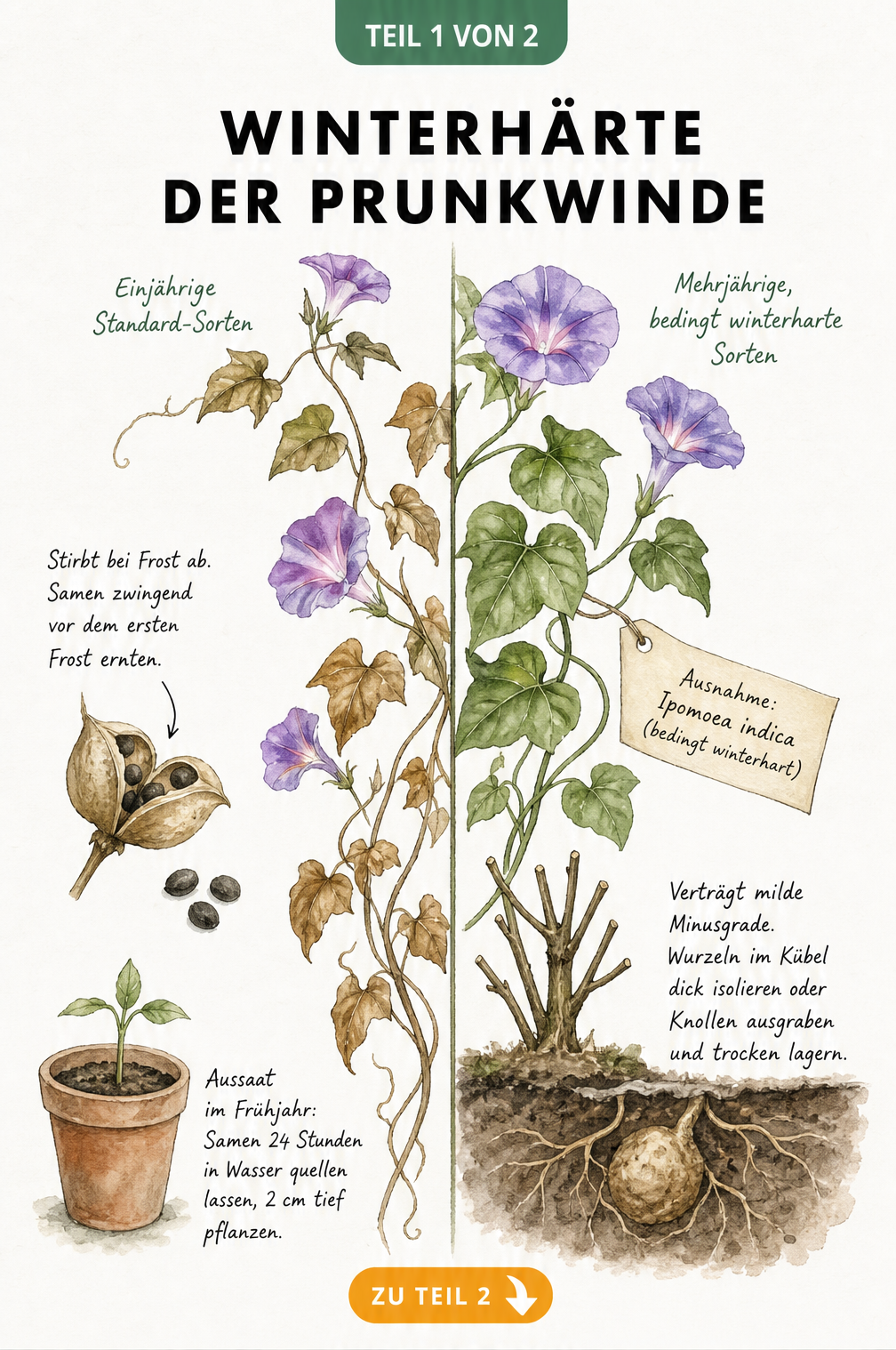 Botanische Illustration der Prunkwinde, die den Unterschied zwischen einjährigen frostempfindlichen und mehrjährigen bedingt winterharten Sorten zeigt