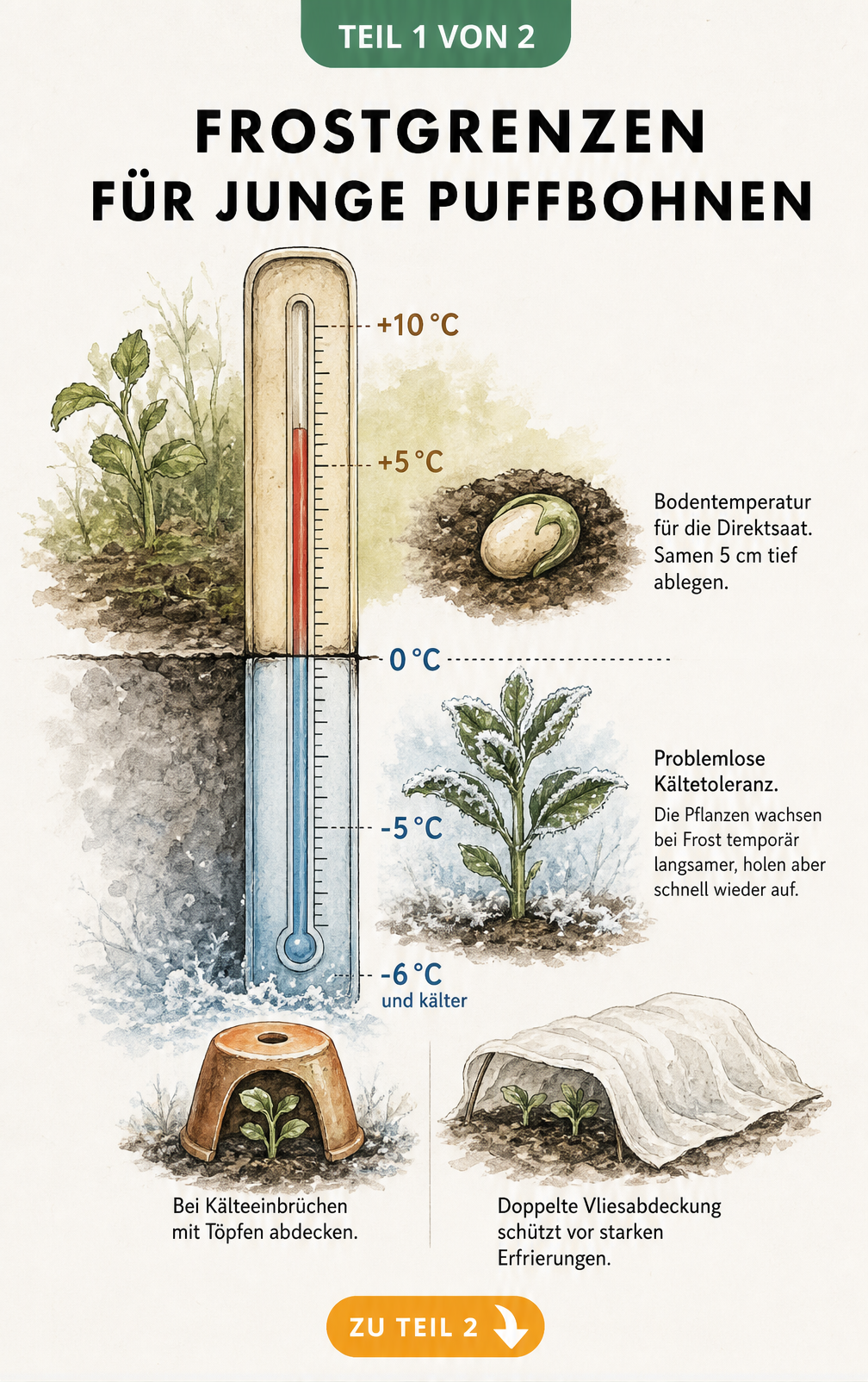 Illustration eines Thermometers in der Erde, das die Frostgrenzen und Kältetoleranz von jungen Puffbohnen bei verschiedenen Temperaturen zeigt.
