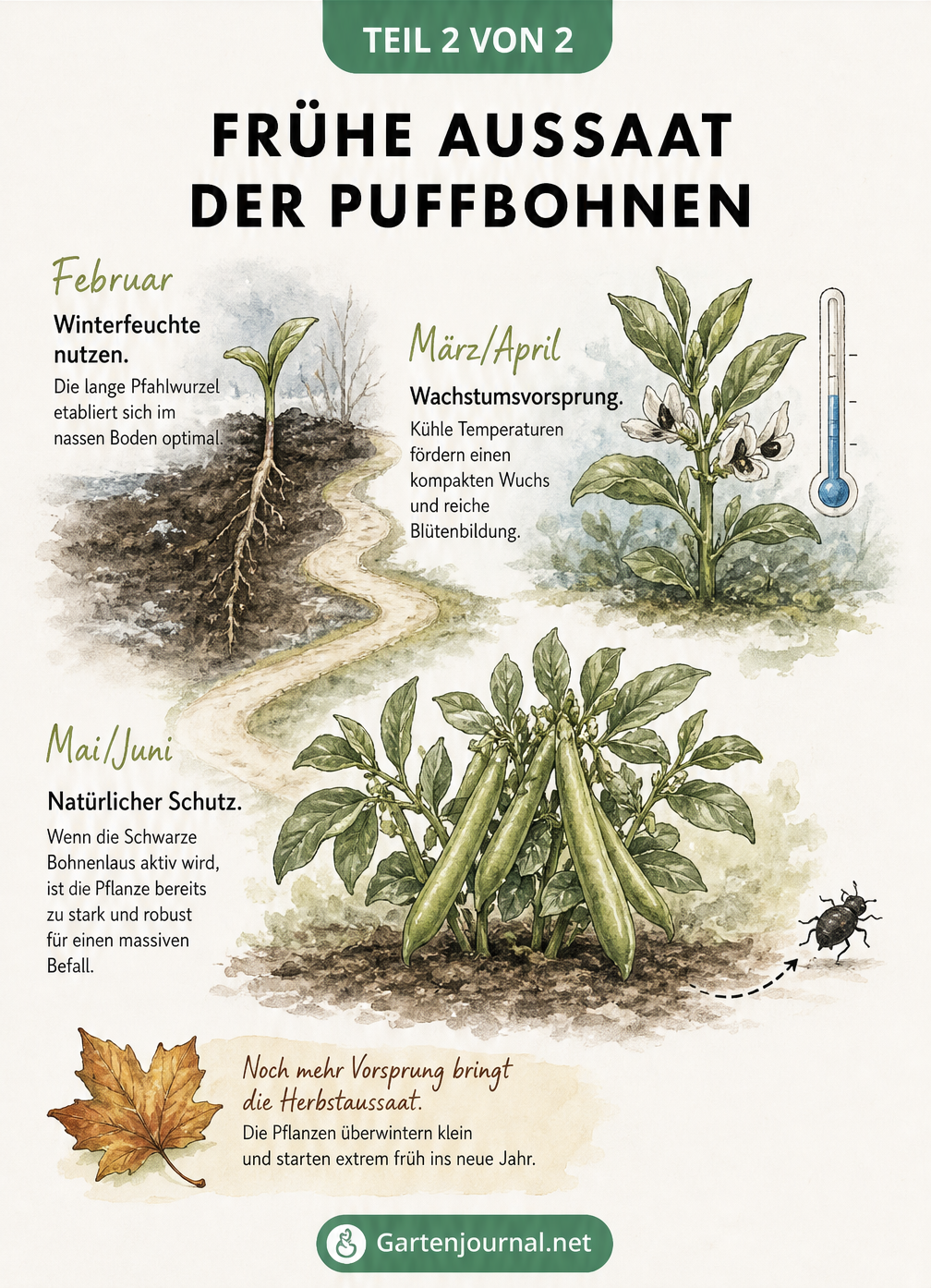 Visuelle Zeitachse vom Spätwinter bis Frühsommer, die die Vorteile der frühen Aussaat von Puffbohnen wie Winterfeuchte und natürlichen Schutz vor Blattläusen...