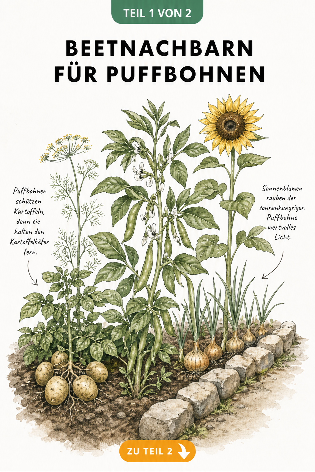 Botanische Illustration einer Puffbohne im Beet neben Kartoffeln, Dill, Zwiebeln und einer Sonnenblume