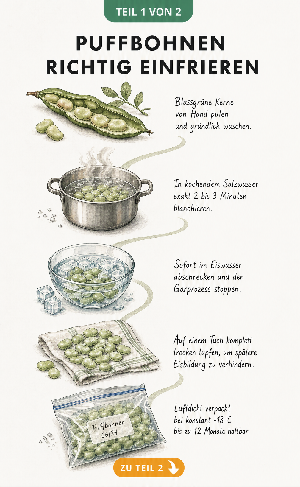 Illustration der Schritte zum Einfrieren von Puffbohnen: Pulen, Blanchieren, Abschrecken, Trocknen und luftdicht Verpacken.