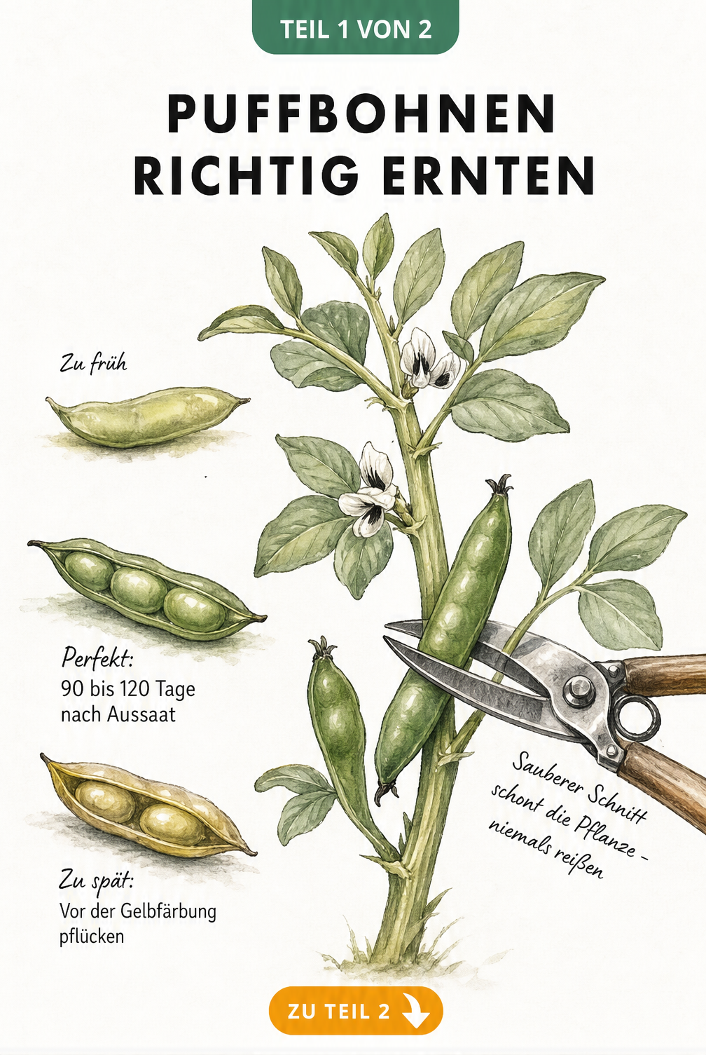 Botanische Illustration eines Puffbohnen-Stängels mit drei Schoten in verschiedenen Reifestadien und einer Gartenschere beim Ernten.