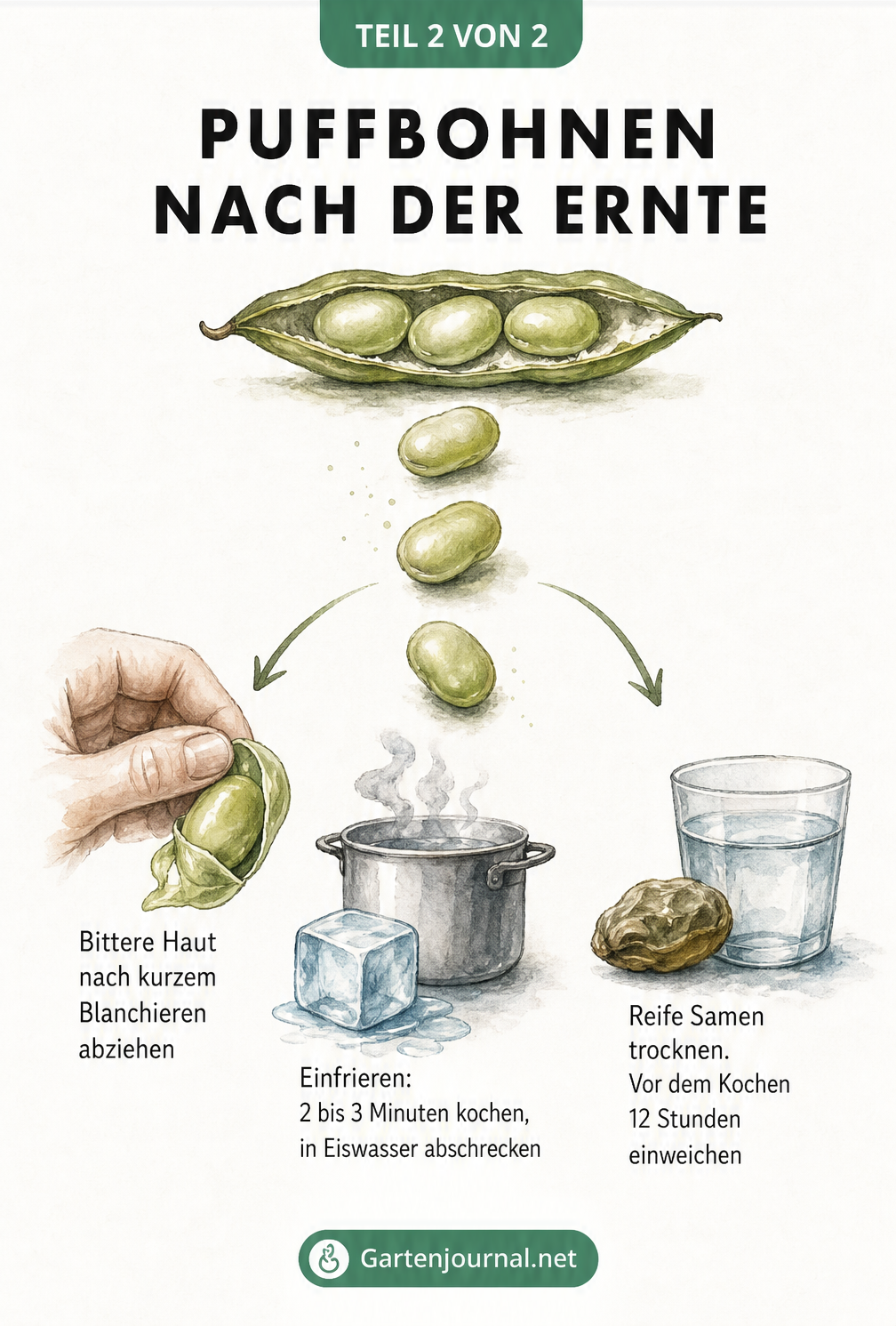 Illustration der Verarbeitung von Puffbohnen nach der Ernte: Blanchieren und Häuten, Einfrieren in Eiswasser sowie Trocknen der Samen.
