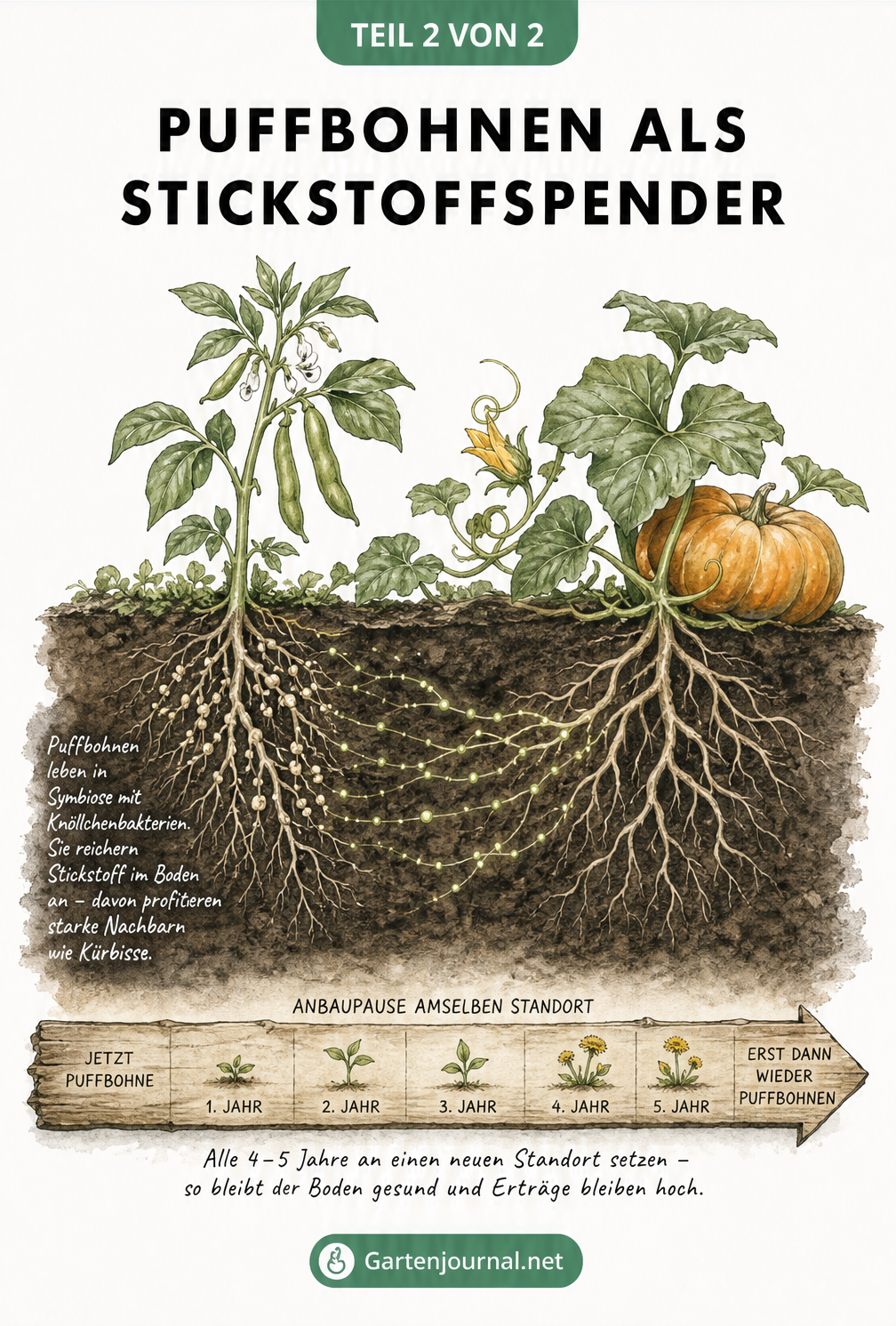 Querschnitt eines Gartenbeets mit Puffbohnen-Wurzeln, die Stickstoff an einen benachbarten Kürbis abgeben