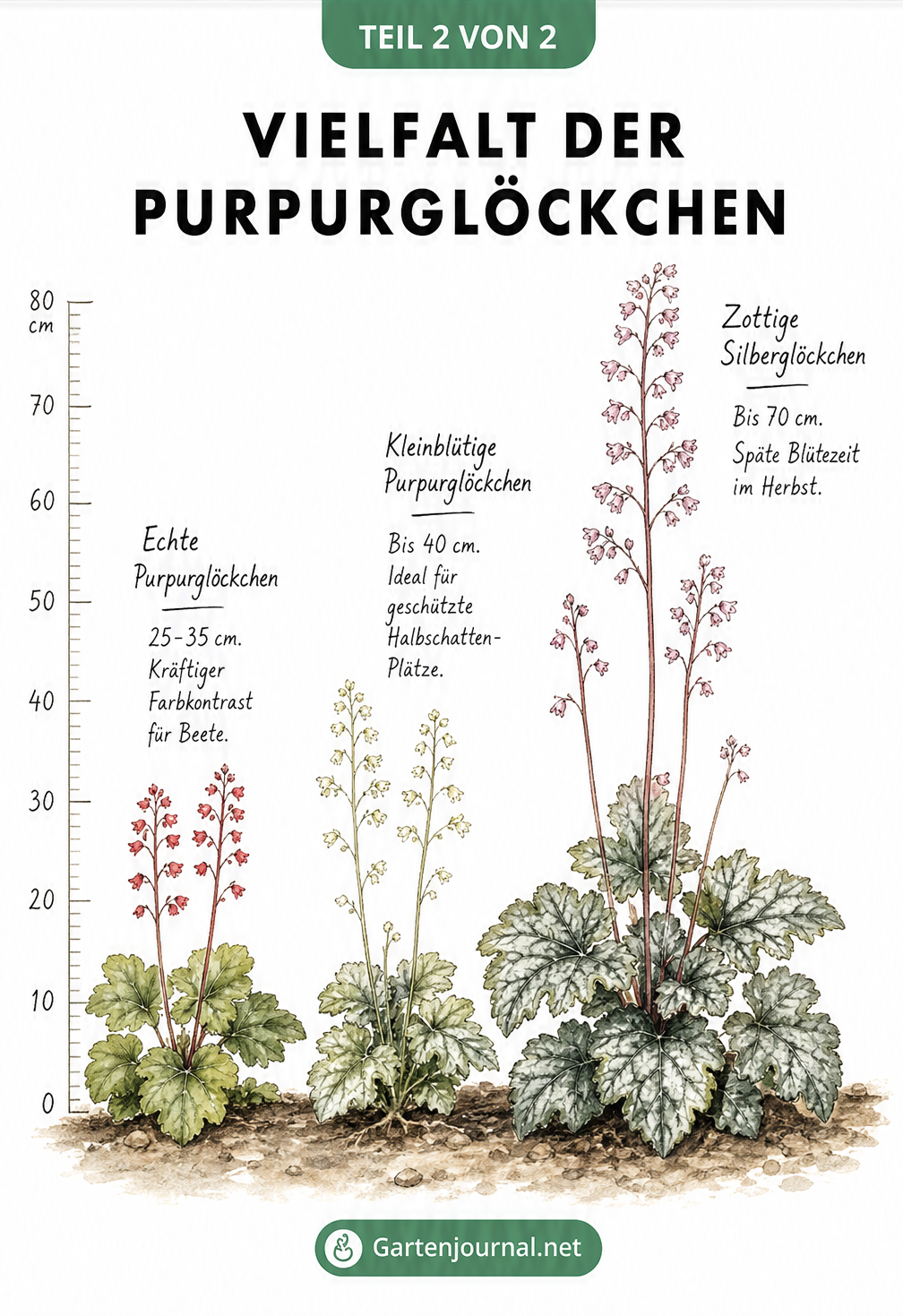 Größenvergleich von drei Purpurglöckchen-Arten: Echtes Purpurglöckchen, Kleinblütiges Purpurglöckchen und Zottiges Silberglöckchen.