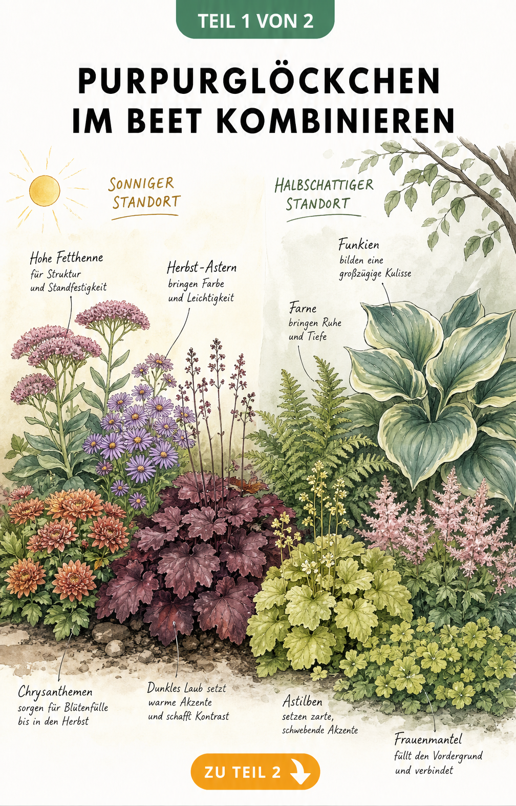 Illustration einer Beetlandschaft mit Purpurglöckchen, Fetthenne, Astern und Funkien im Sonnenlicht und Halbschatten