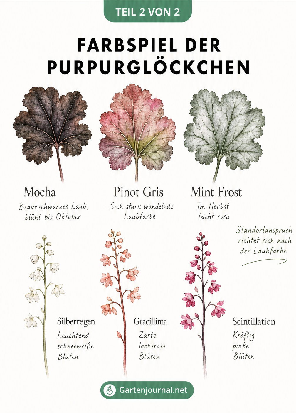 Farbpalette der Purpurglöckchen mit Laubfarben von Mocha, Pinot Gris und Mint Frost sowie Blüten von Silberregen, Gracillima und Scintillation