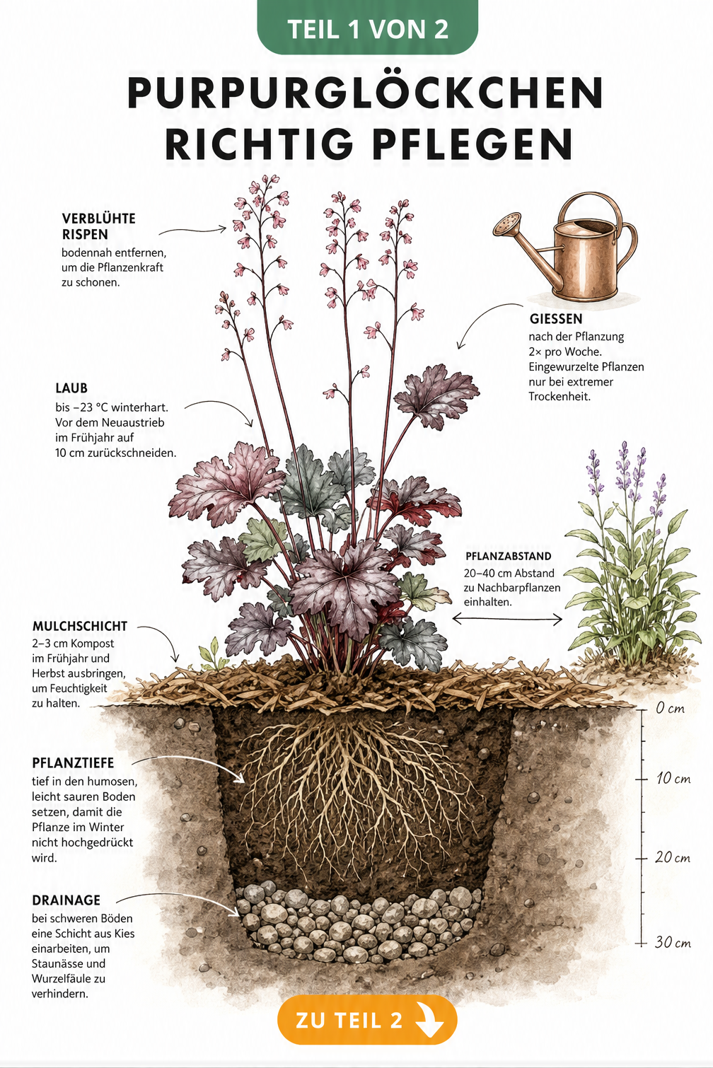 Querschnitt eines Gartenbeets mit einem Purpurglöckchen, das Wurzelballen, Erdschichten, Mulch und Pflanzabstand zeigt
