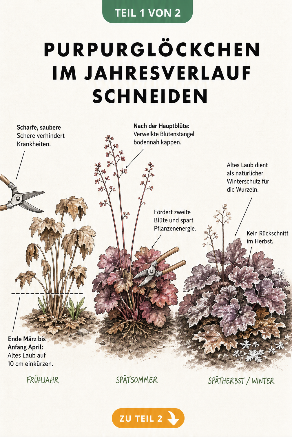 Illustration eines Purpurglöckchens in drei Jahreszeiten mit Schnittlinien und Gartenschere