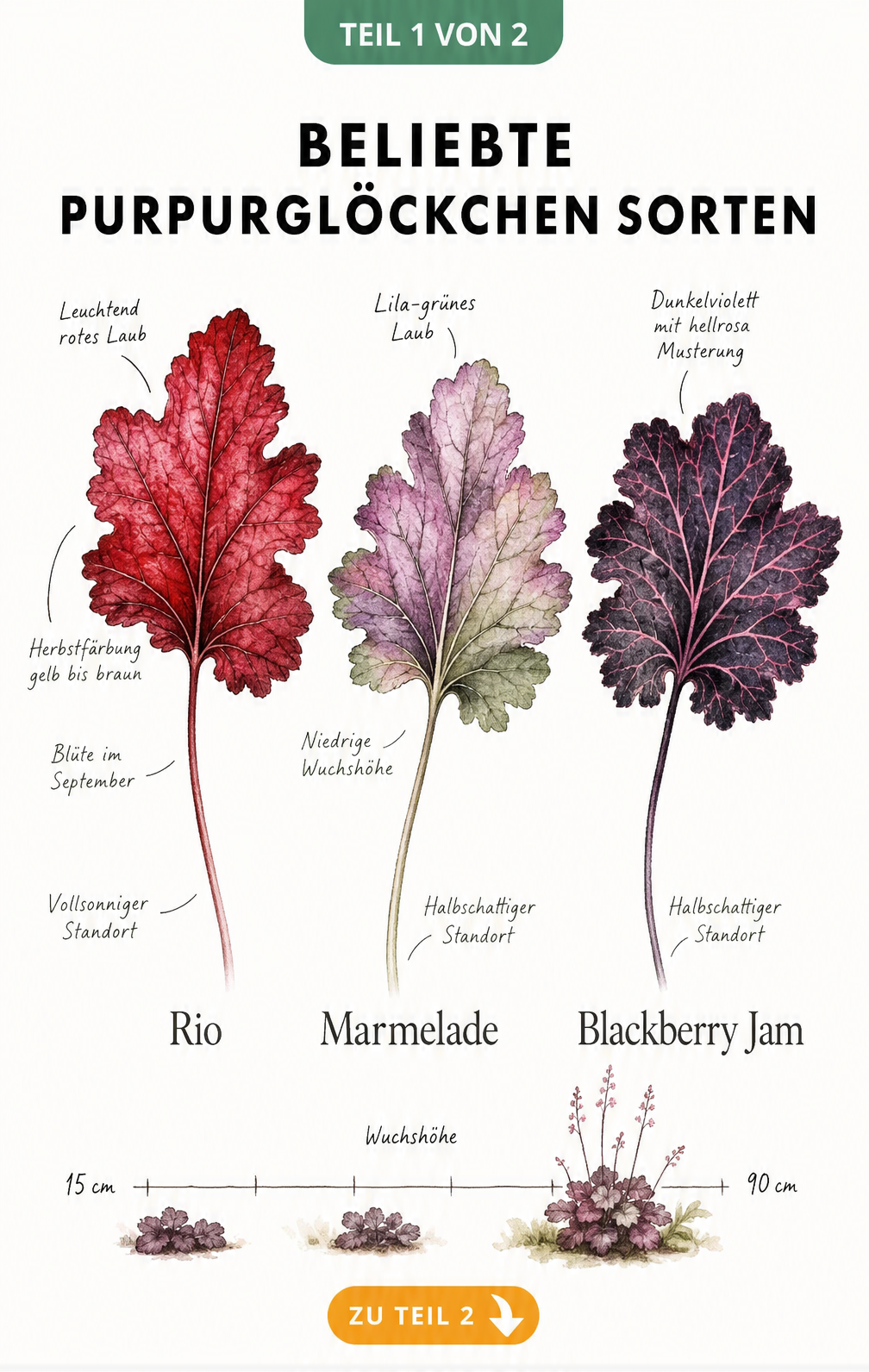 Botanische Illustration der Purpurglöckchen-Sorten Rio, Marmelade und Blackberry Jam mit Wuchshöhen