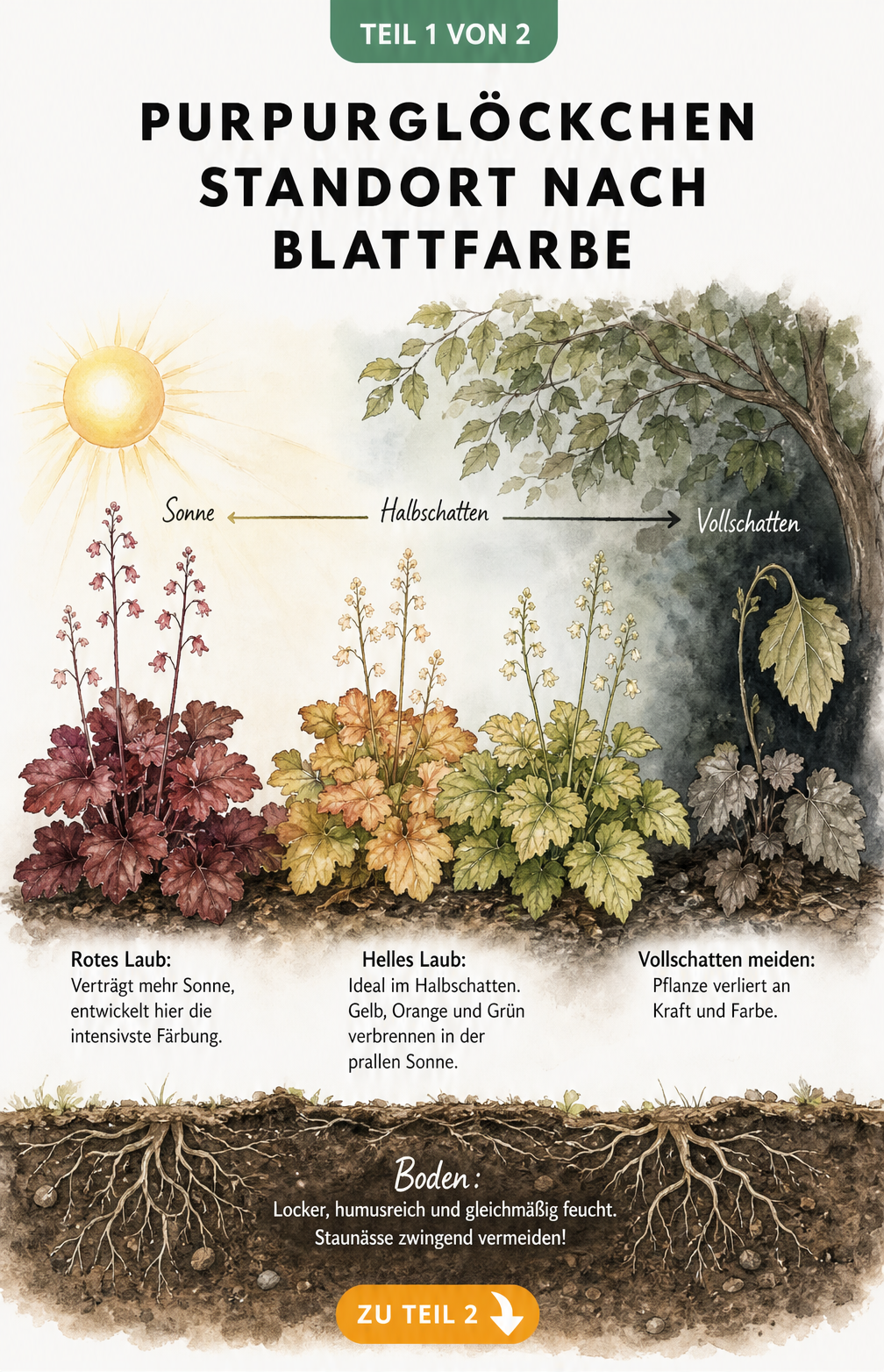 Illustration der idealen Standorte für Purpurglöckchen je nach Blattfarbe von Sonne bis Schatten sowie der optimalen Bodenbeschaffenheit.