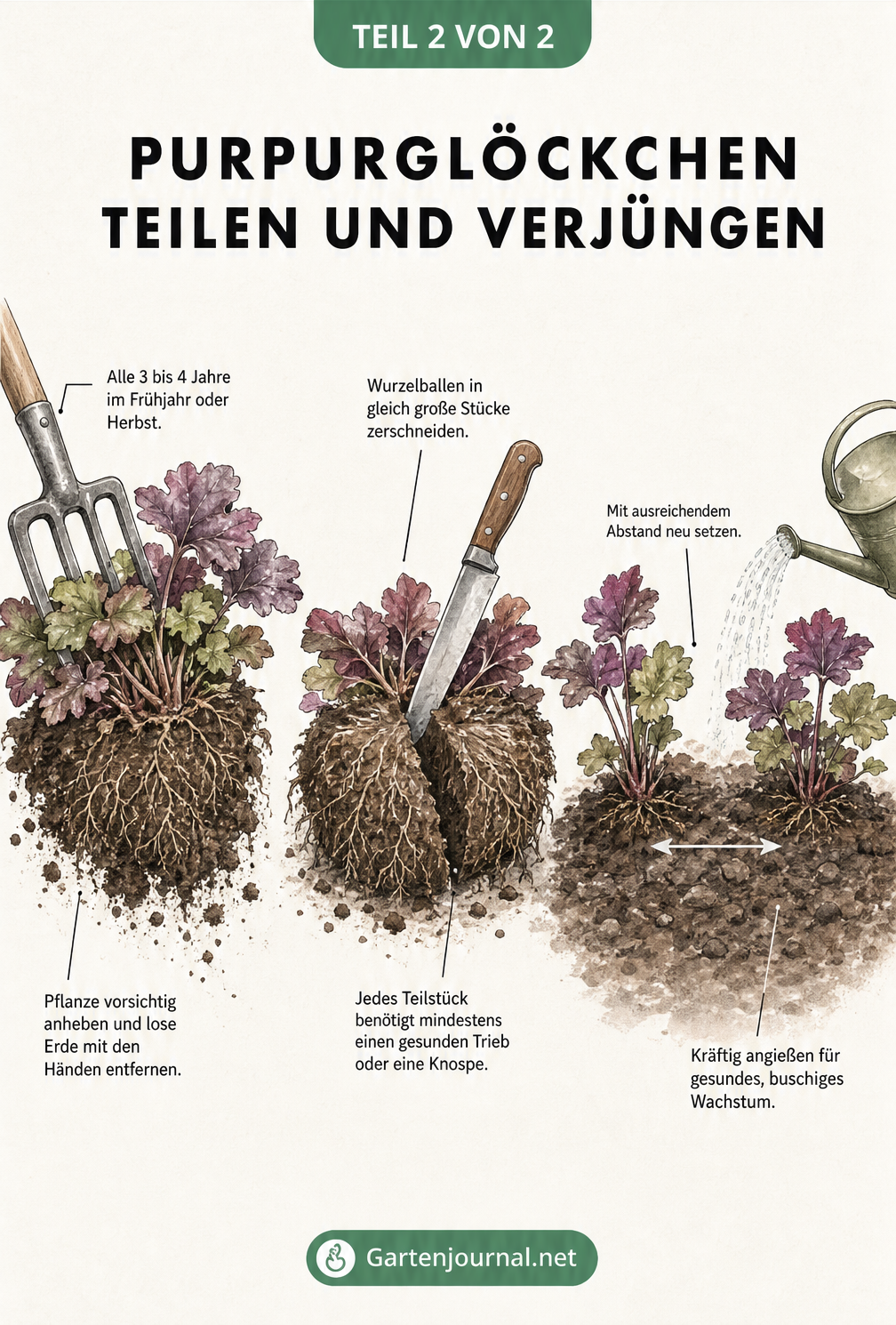 Illustration zur Teilung eines Purpurglöckchen-Wurzelballens mit Grabegabel und Messer