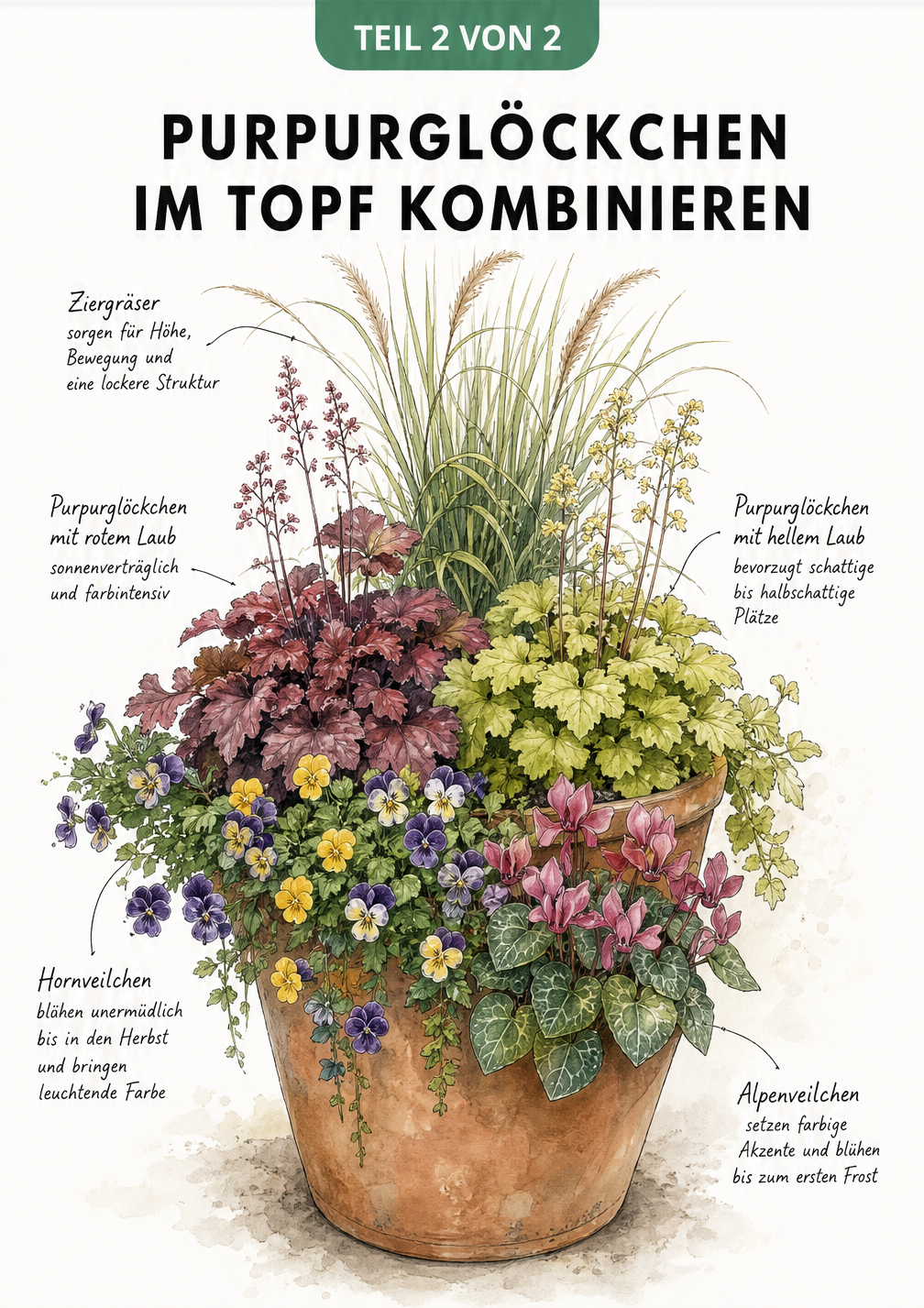 Zeichnung eines bepflanzten Terrakotta-Kübels mit Purpurglöckchen, Ziergräsern, Hornveilchen und Alpenveilchen