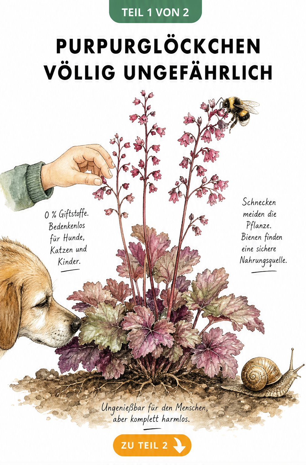 Illustration eines Purpurglöckchens mit Hund, Kind, Schnecke und Biene, die zeigt, dass die Pflanze ungiftig ist.