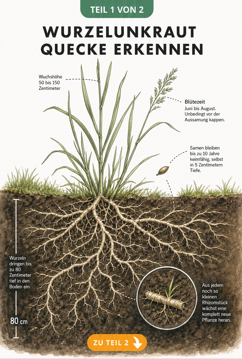 Botanische Querschnitt-Illustration einer Quecke im Gartenboden, die das tiefe und dichte Wurzelgeflecht zeigt.