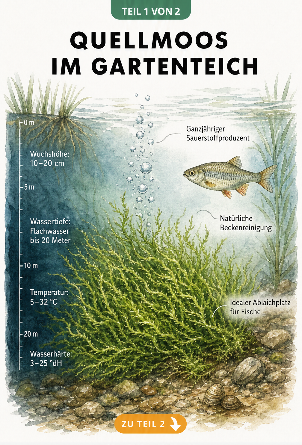 Illustration von Quellmoos im Gartenteich mit Tiefenskala und Fakten zu Wuchshöhe, Wassertiefe und Temperatur