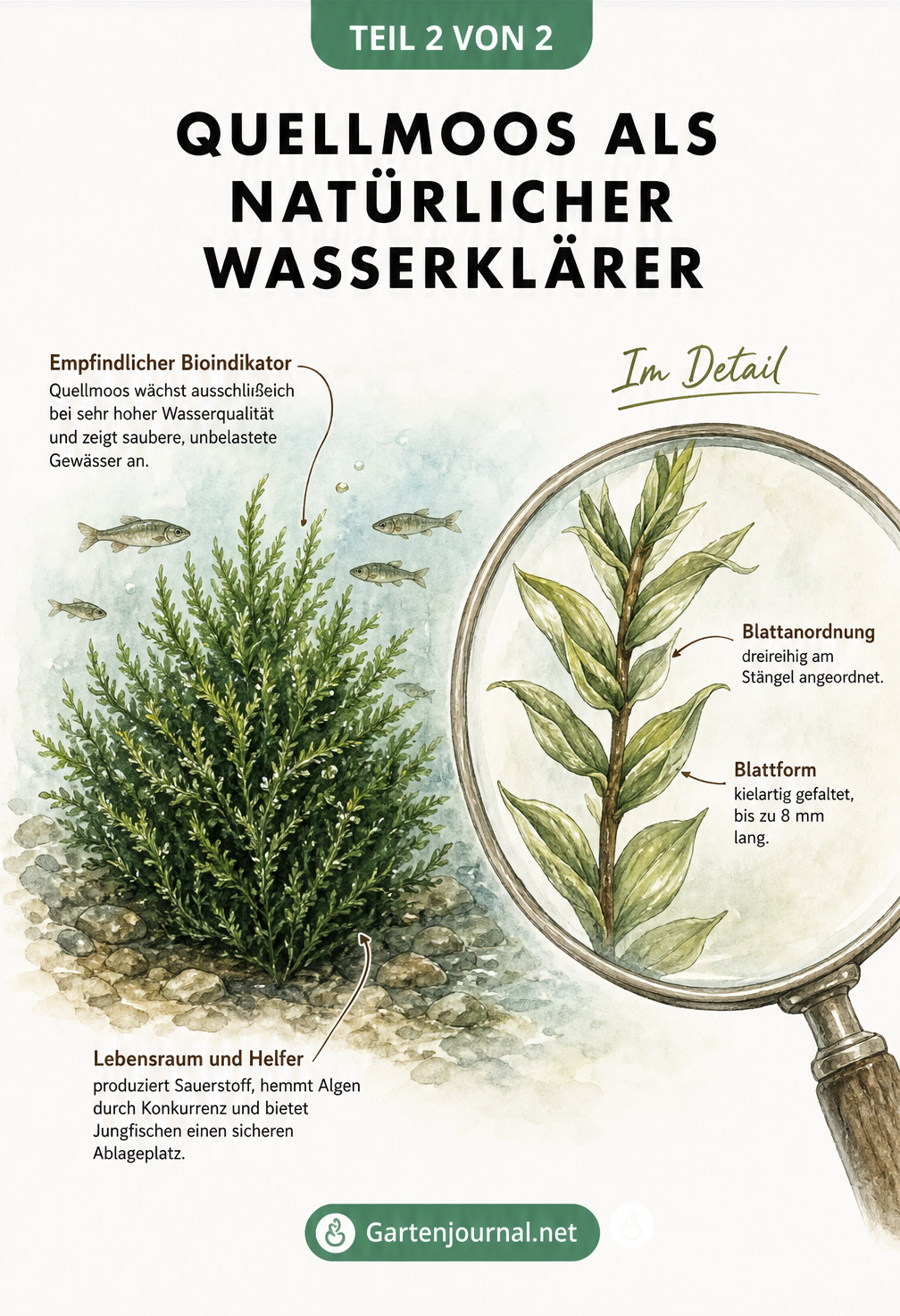 Detailreiche Illustration von Quellmoos im Wasser mit Jungfischen und einer vergrößerten Ansicht der dreireihigen Blattanordnung.