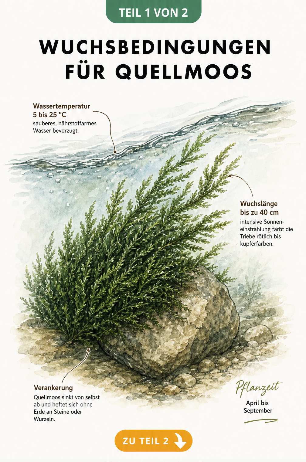 Botanische Skizze von Quellmoos auf einem Stein unter Wasser mit Hinweisen zu Wassertemperatur, Wuchslänge und Pflanzzeit.