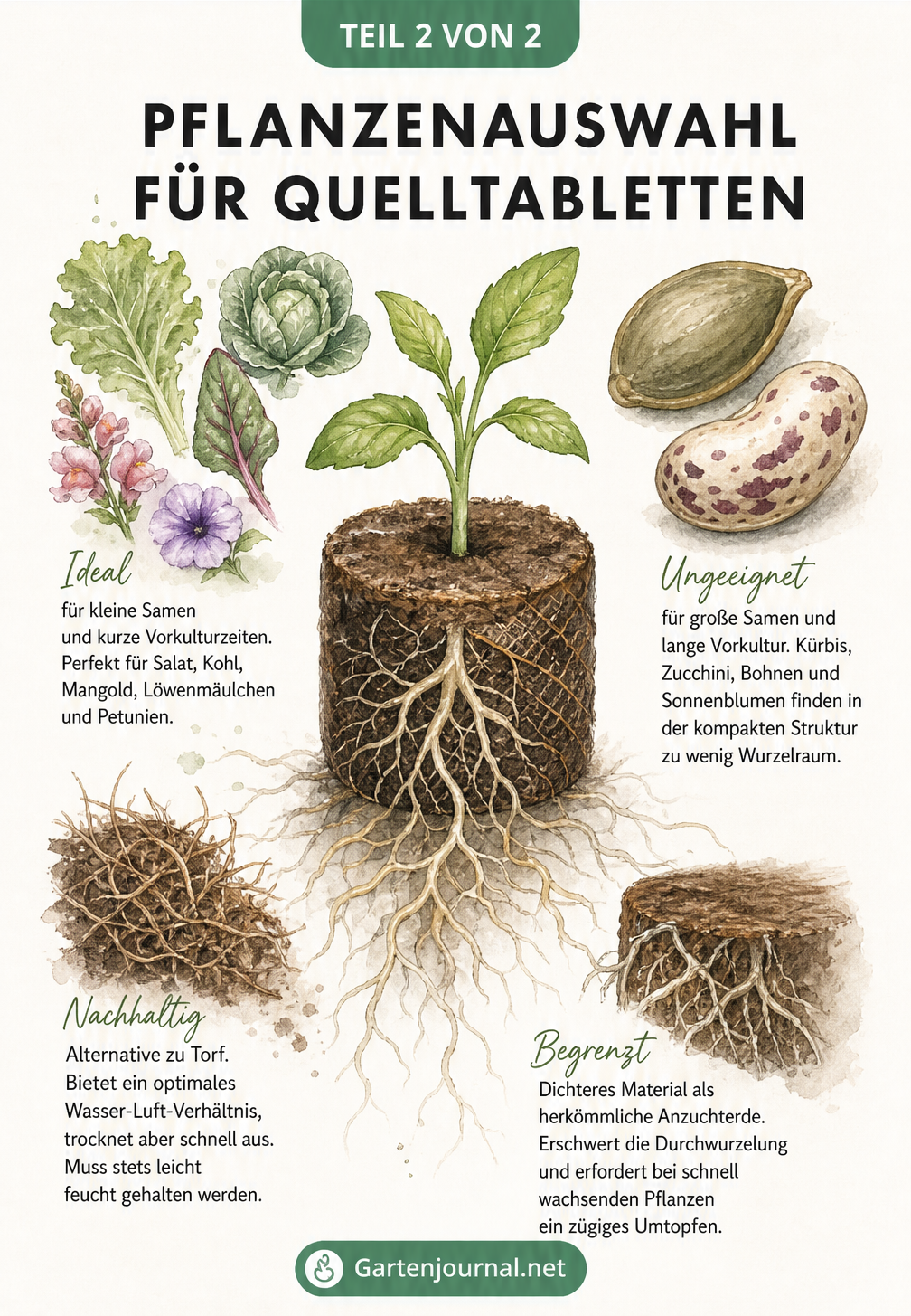 Skizze einer Kokos-Quelltablette mit Jungpflanze und Beispielen für geeignete und ungeeignete Pflanzenarten