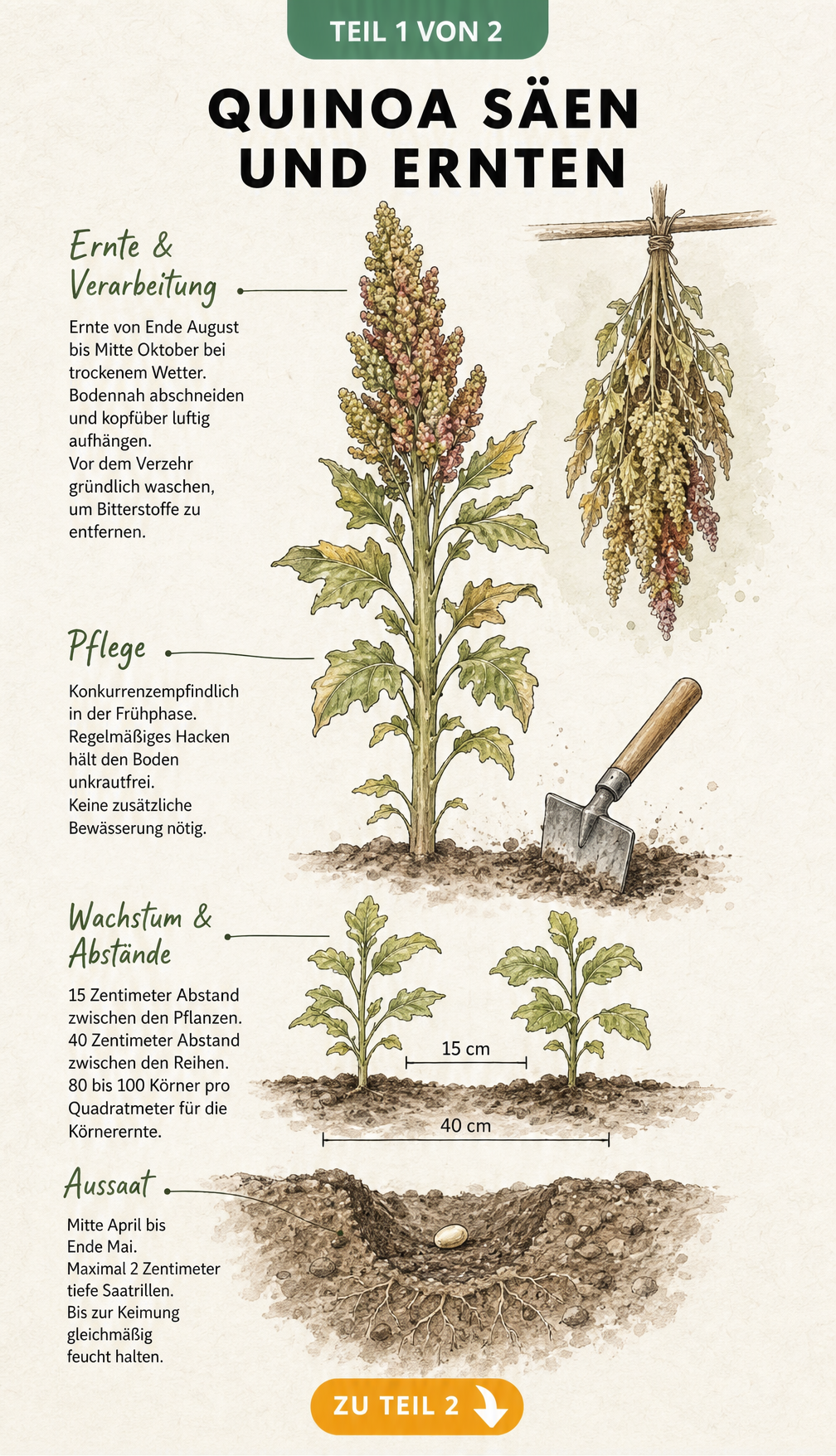 Botanische Illustration der Quinoa-Pflanze von der Aussaat bis zur Ernte mit Pflegehinweisen