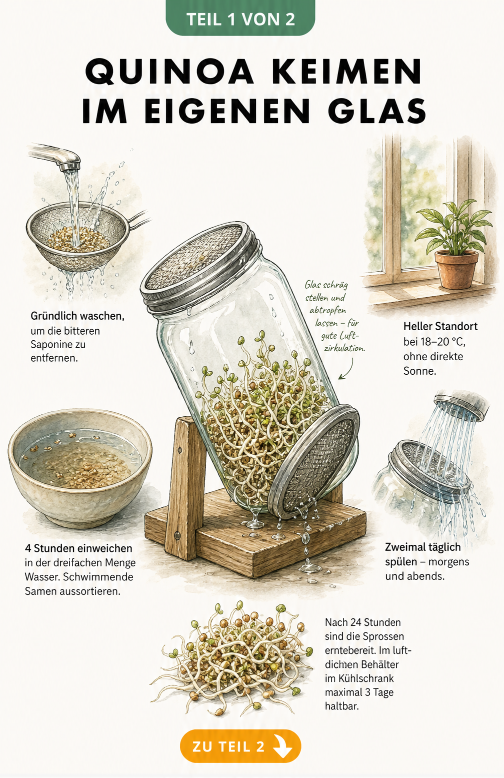 Illustration der Arbeitsschritte zum Keimen von Quinoa im Glas, vom Waschen bis zur Ernte