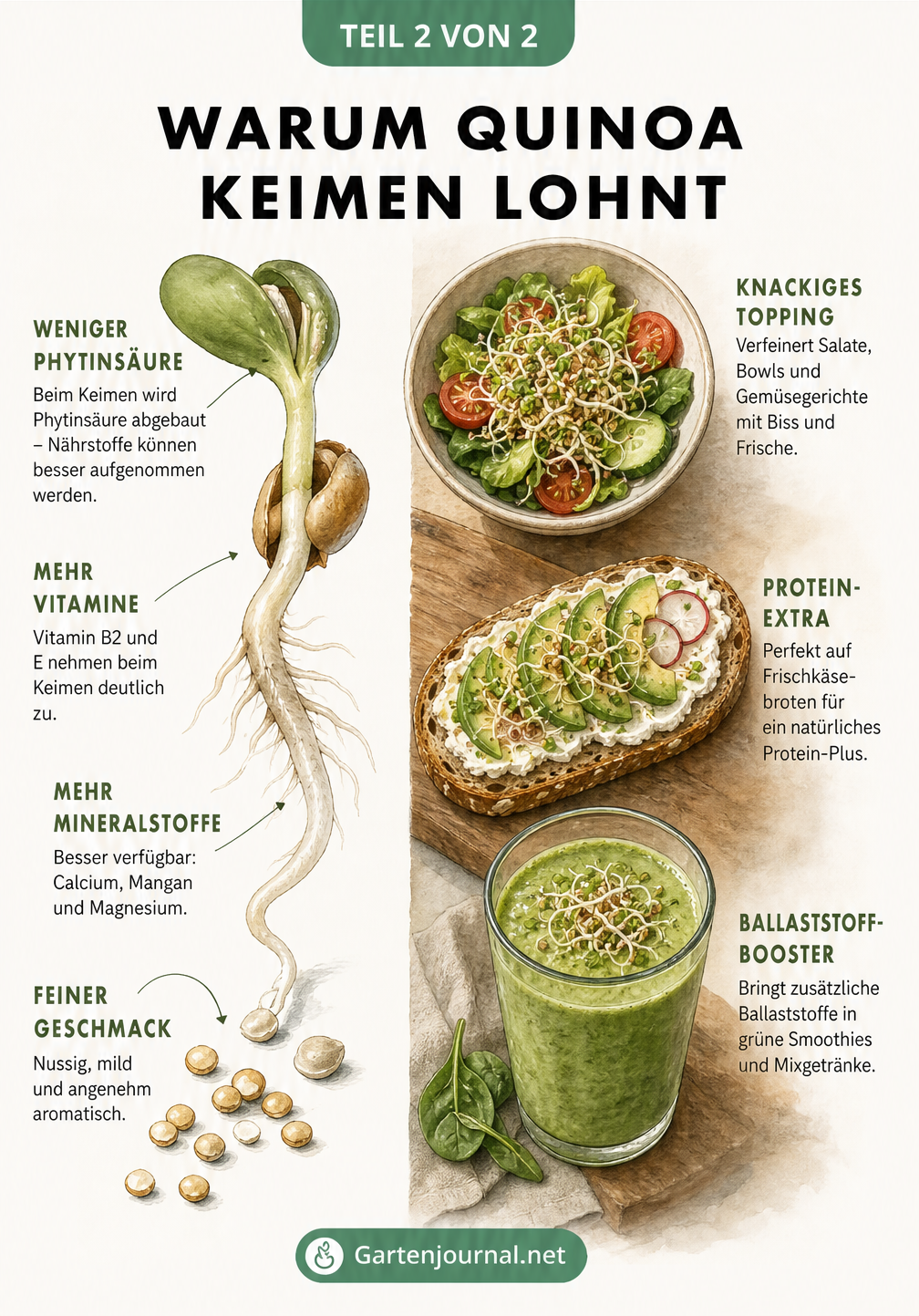 Illustration einer Quinoa-Sprosse mit Nährstoffangaben und drei Gerichten als Serviervorschlag