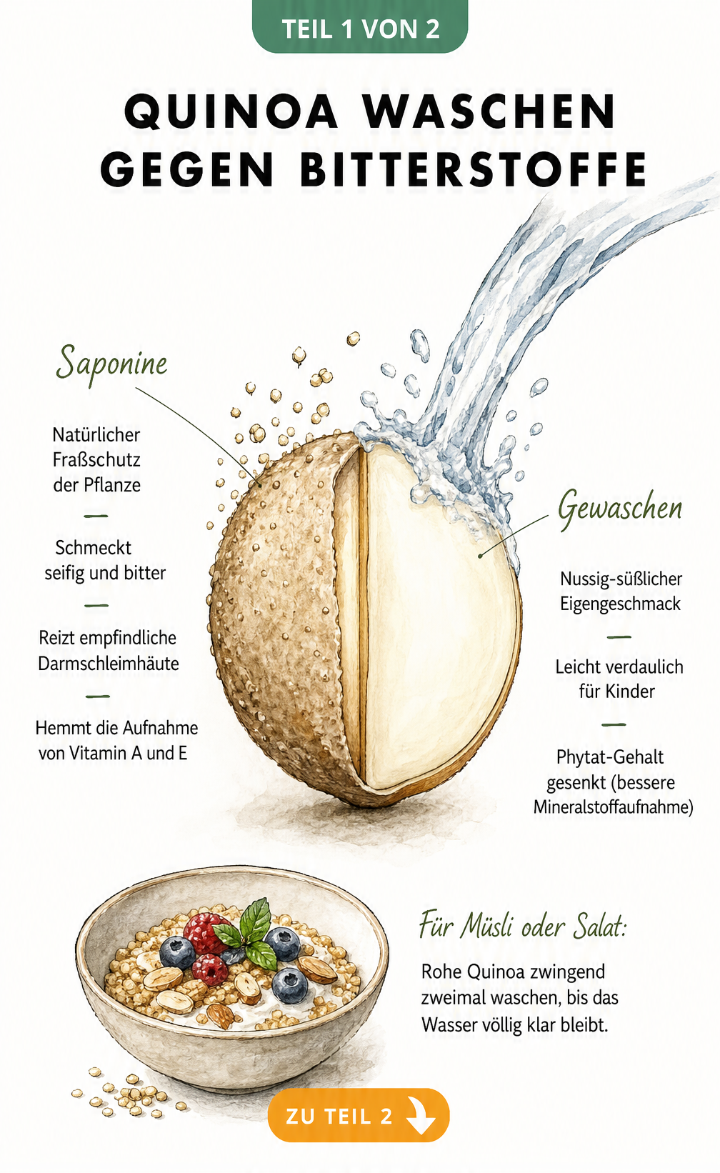 Illustration eines aufgeschnittenen Quinoa-Korns, das mit Wasser gewaschen wird, um bittere Saponine zu entfernen.