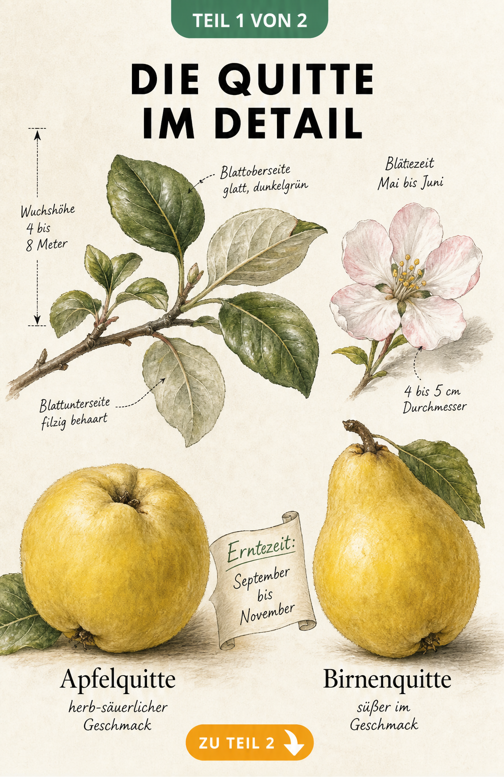 Botanische Illustration der Quitte mit Zweig, Blüte, Apfelquitte und Birnenquitte