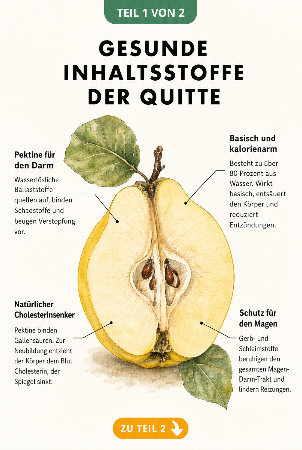 Botanische Illustration einer halbierten Quitte mit Erklärungen zu Pektinen, Cholesterinsenkung, basischer Wirkung und Magenschutz