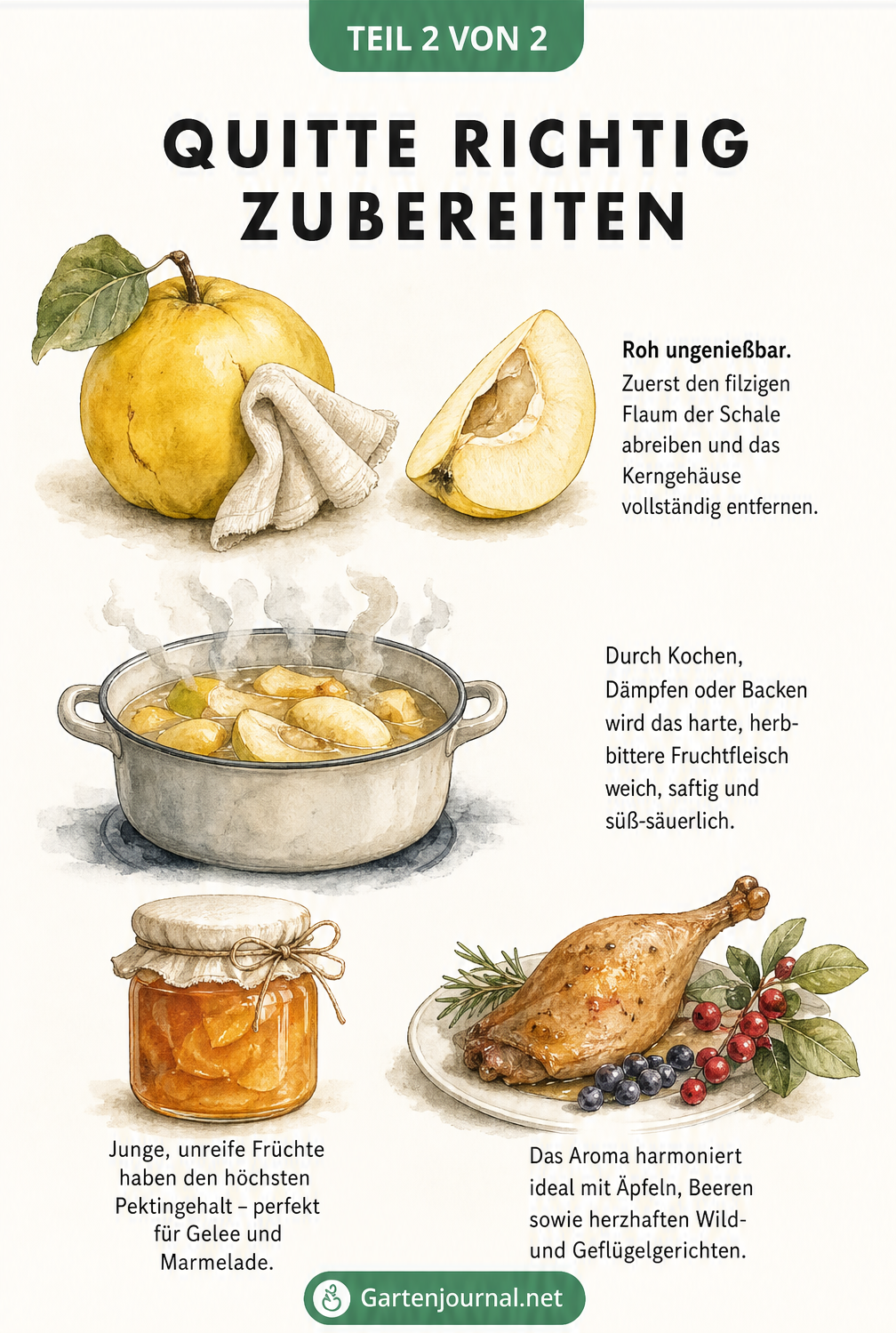 Illustrationen zur Zubereitung von Quitten: Flaum abreiben, kochen und als Gelee oder zu herzhaften Gerichten verarbeiten