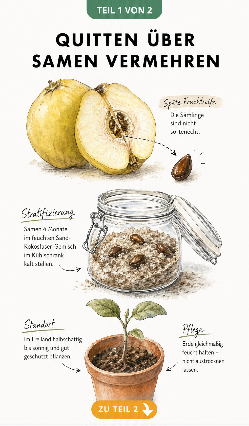 Illustration des Ablaufs der Quittenvermehrung aus Samen: von der reifen Frucht über die Stratifizierung im Kühlschrank bis zum jungen Sämling im Topf.