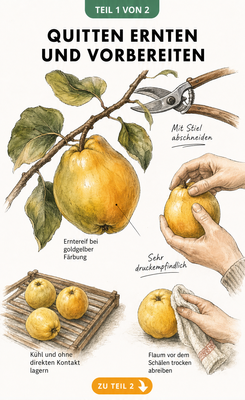 Illustration einer Quitte am Zweig mit Gartenschere und Hinweisen zur Ernte und Lagerung