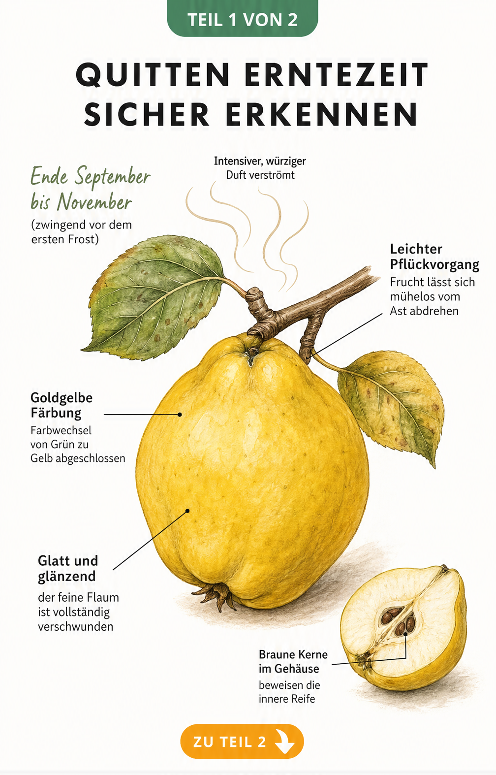Botanische Illustration einer Quitte mit Reifemerkmalen wie goldgelber Schale, glatter Oberfläche und braunen Kernen